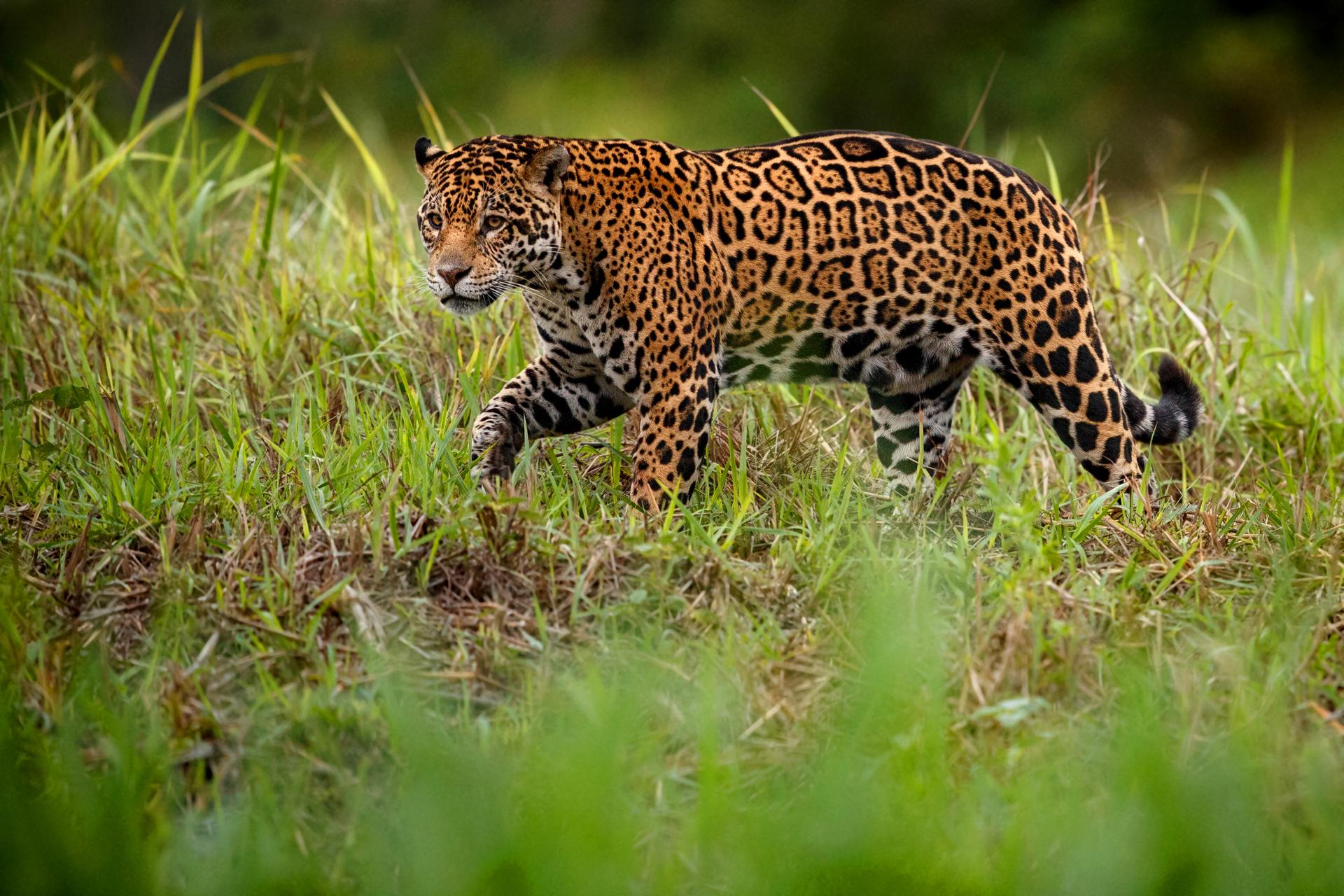 Jaguar loopt door het gras