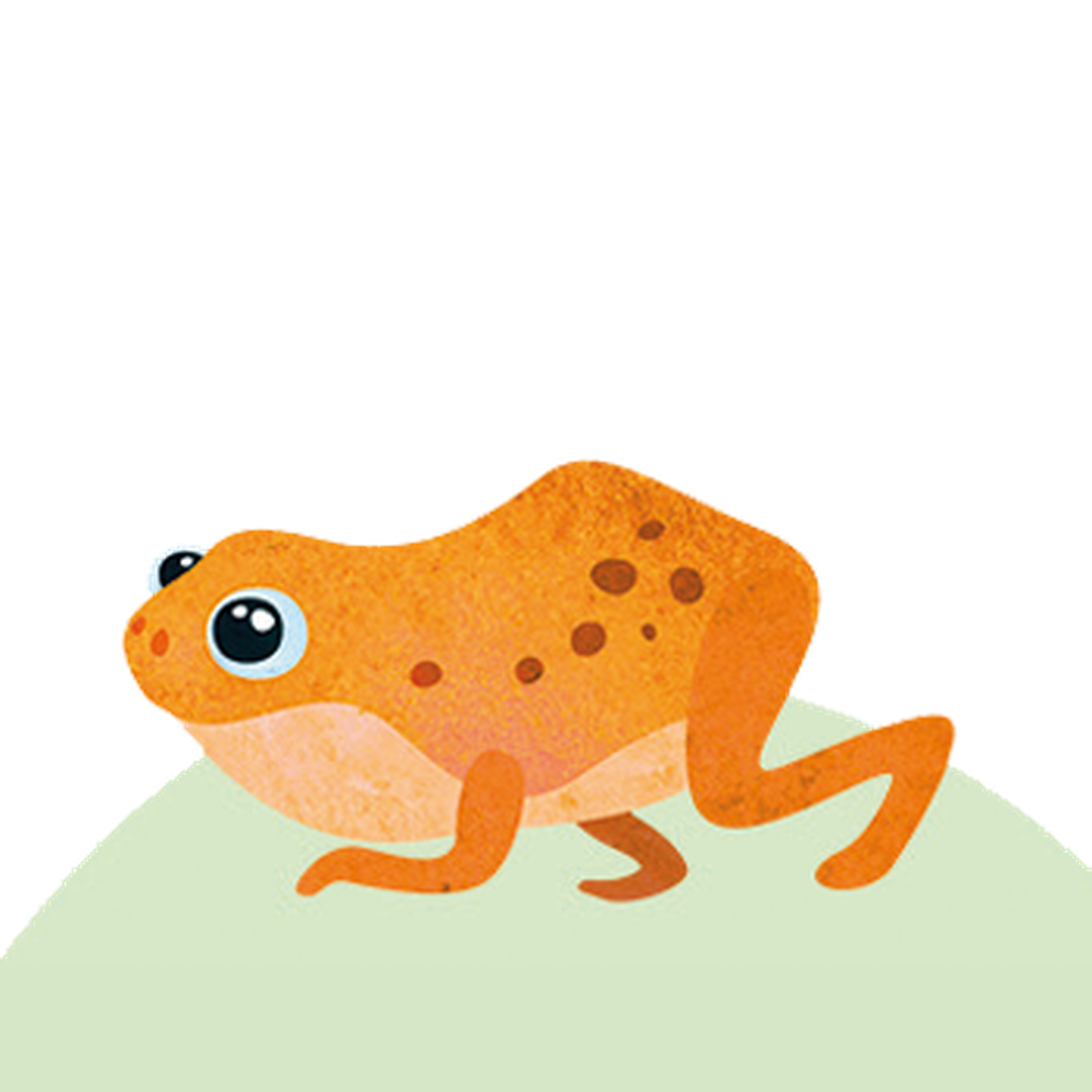 Kortkopkikker