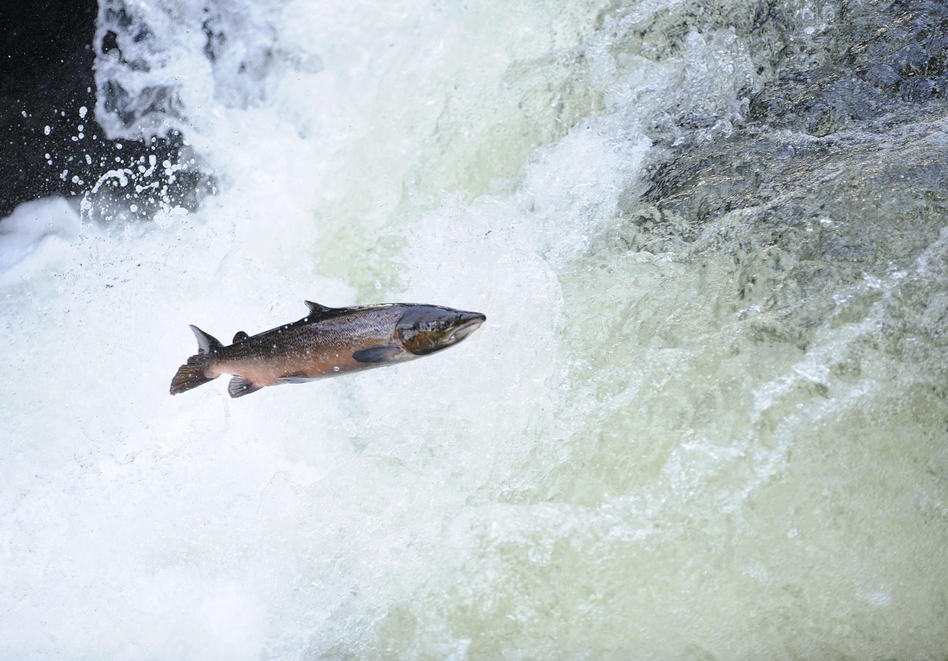 Zalm beweegt stroomopwaarts in Engeland