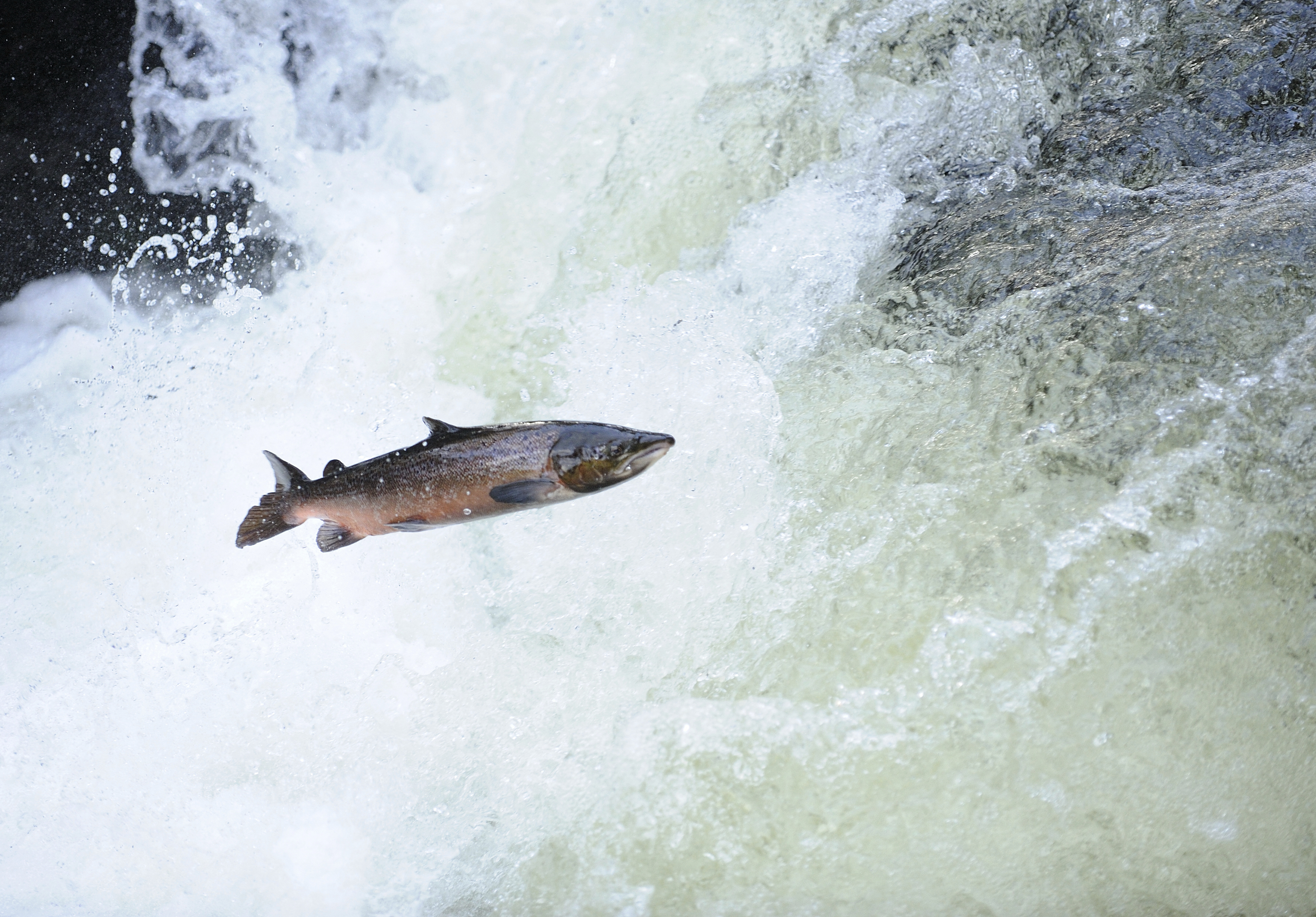 Atlantische zalm © naturepl.com Mike Potts WWF.jpg