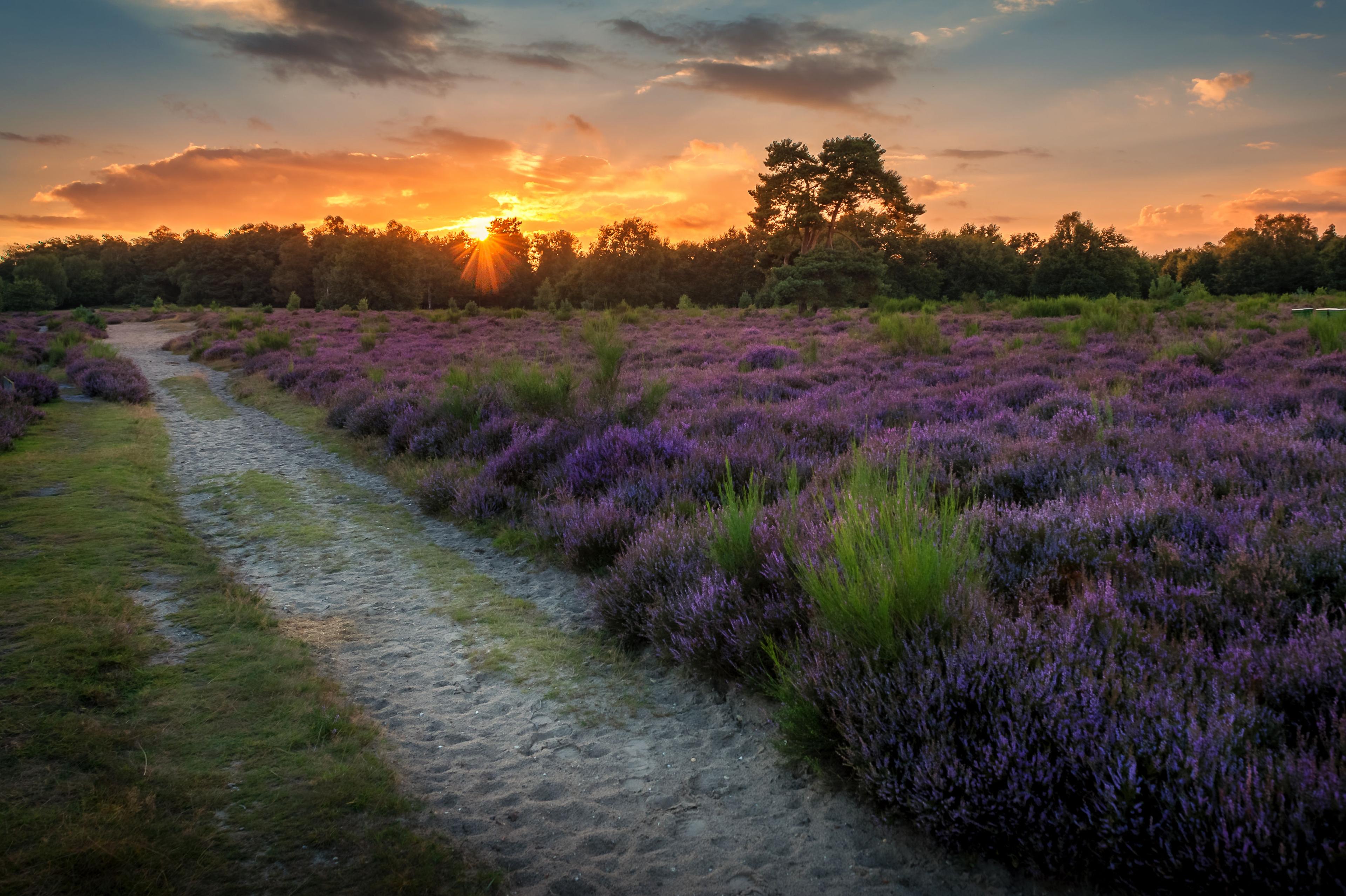 Nederlandse heide bij zonsondergang, paarse planten