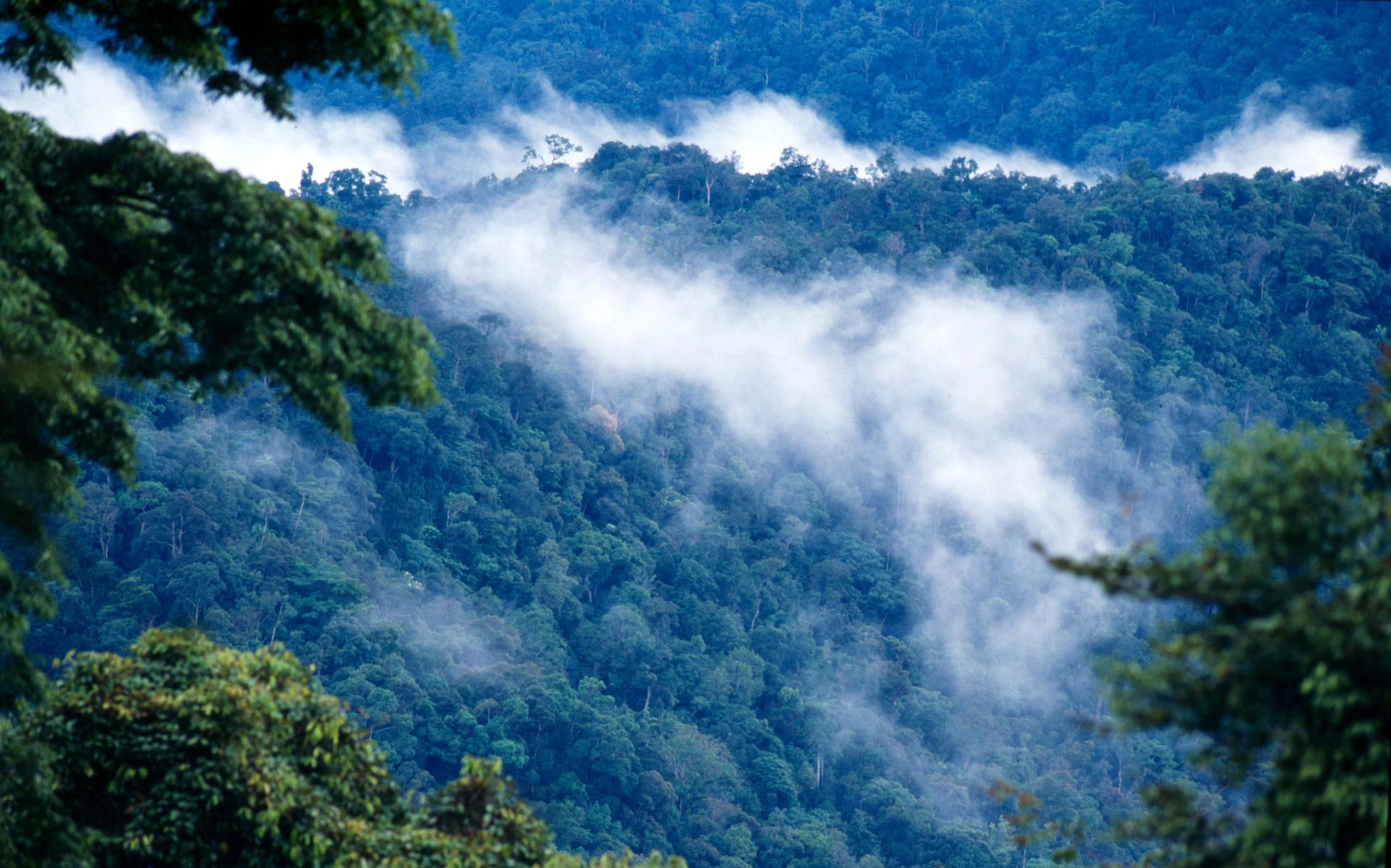 Bovenaanzicht bos met mist na regenval