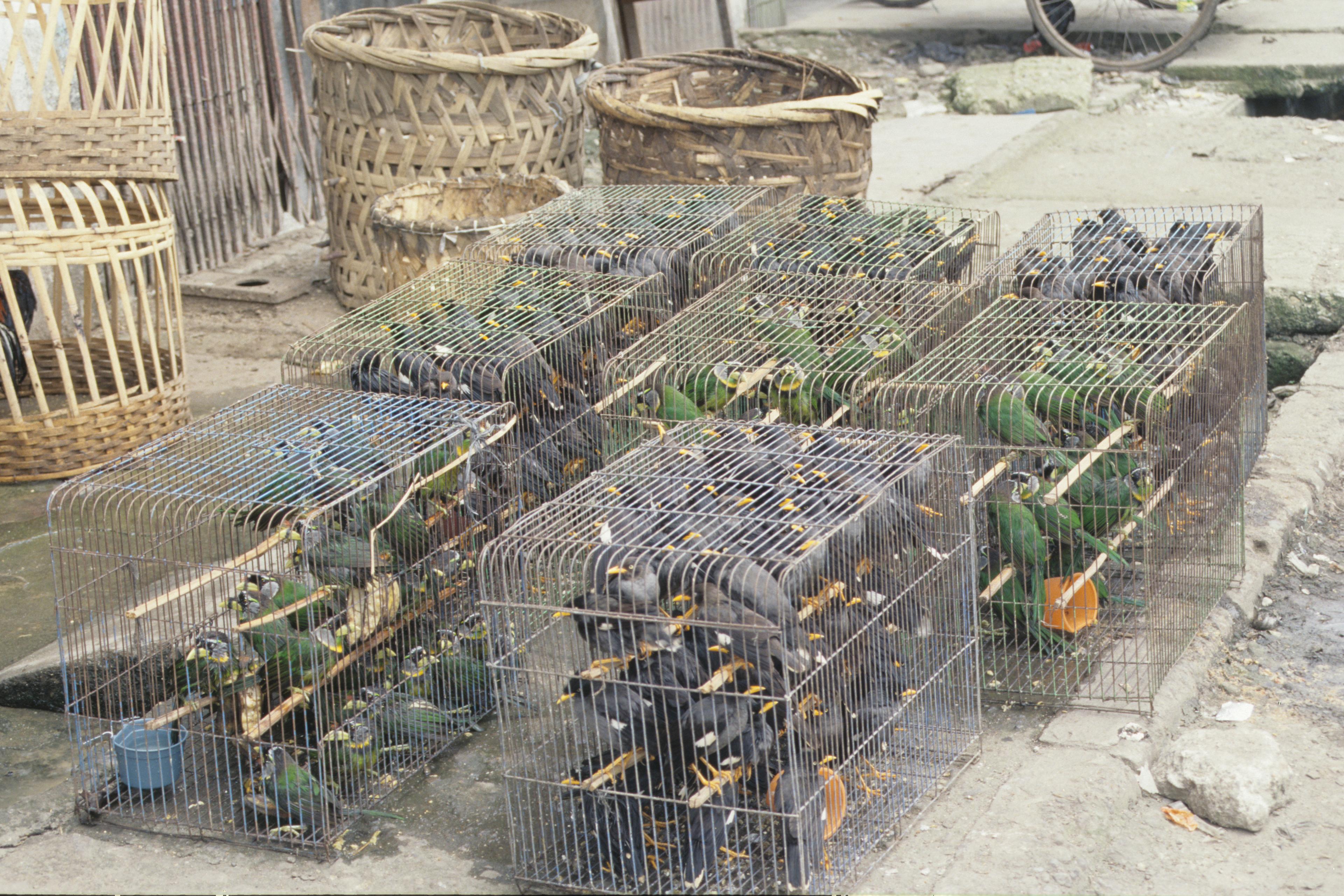 Vogels in een kooi op een markt