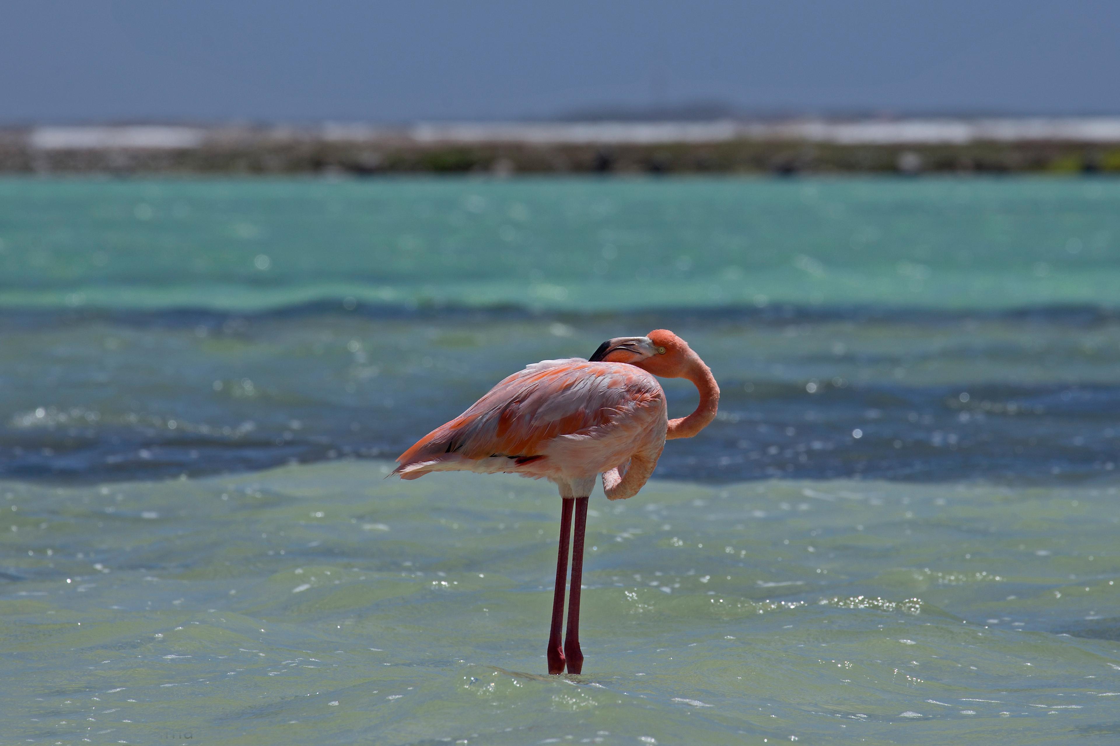 Flamingo in het water, Bonaire