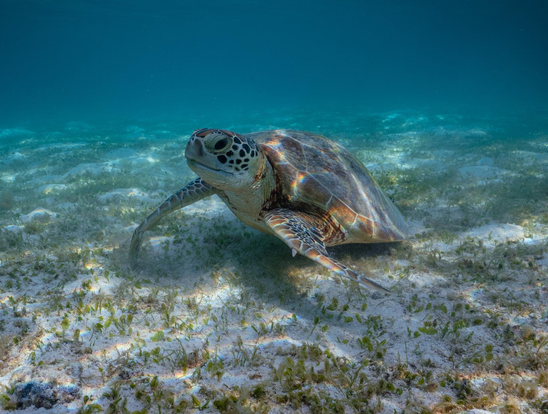 zeeschildpad op de bodem van de ocean