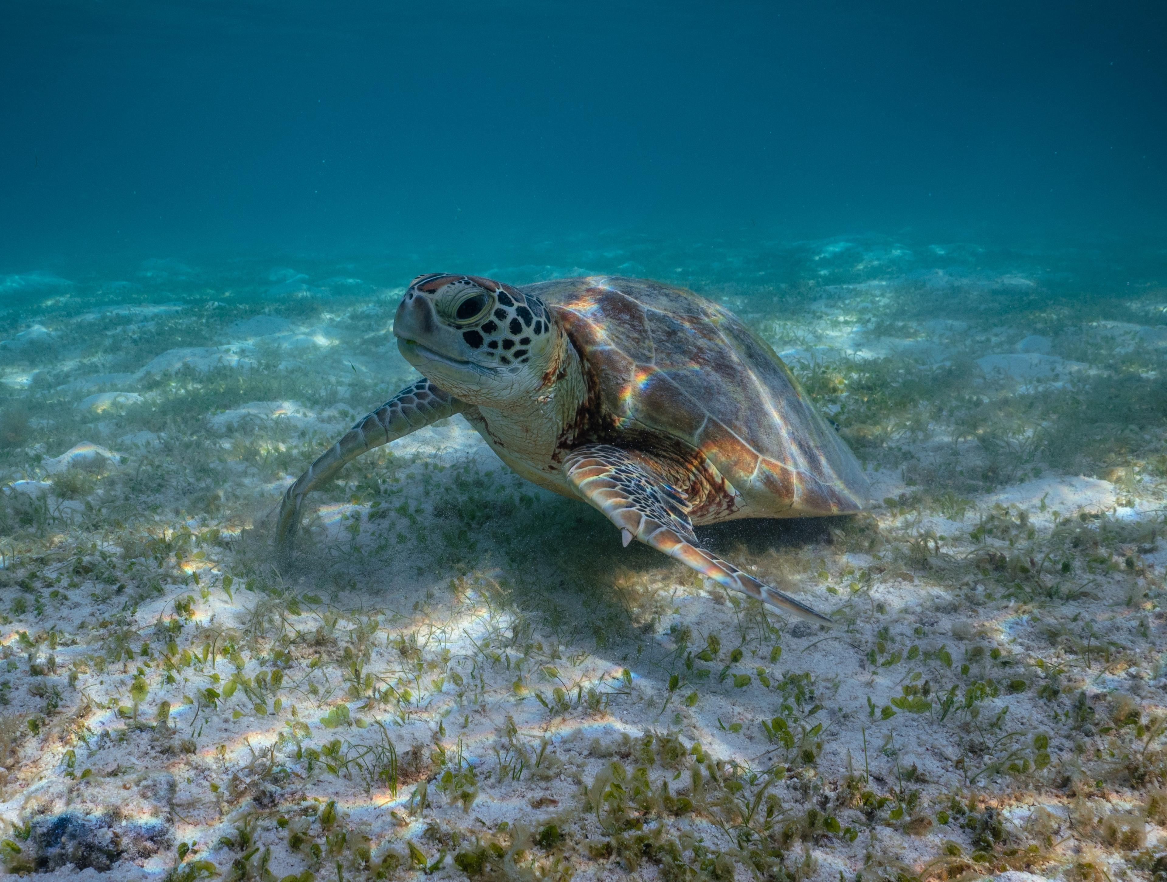 zeeschildpad op de bodem van de ocean