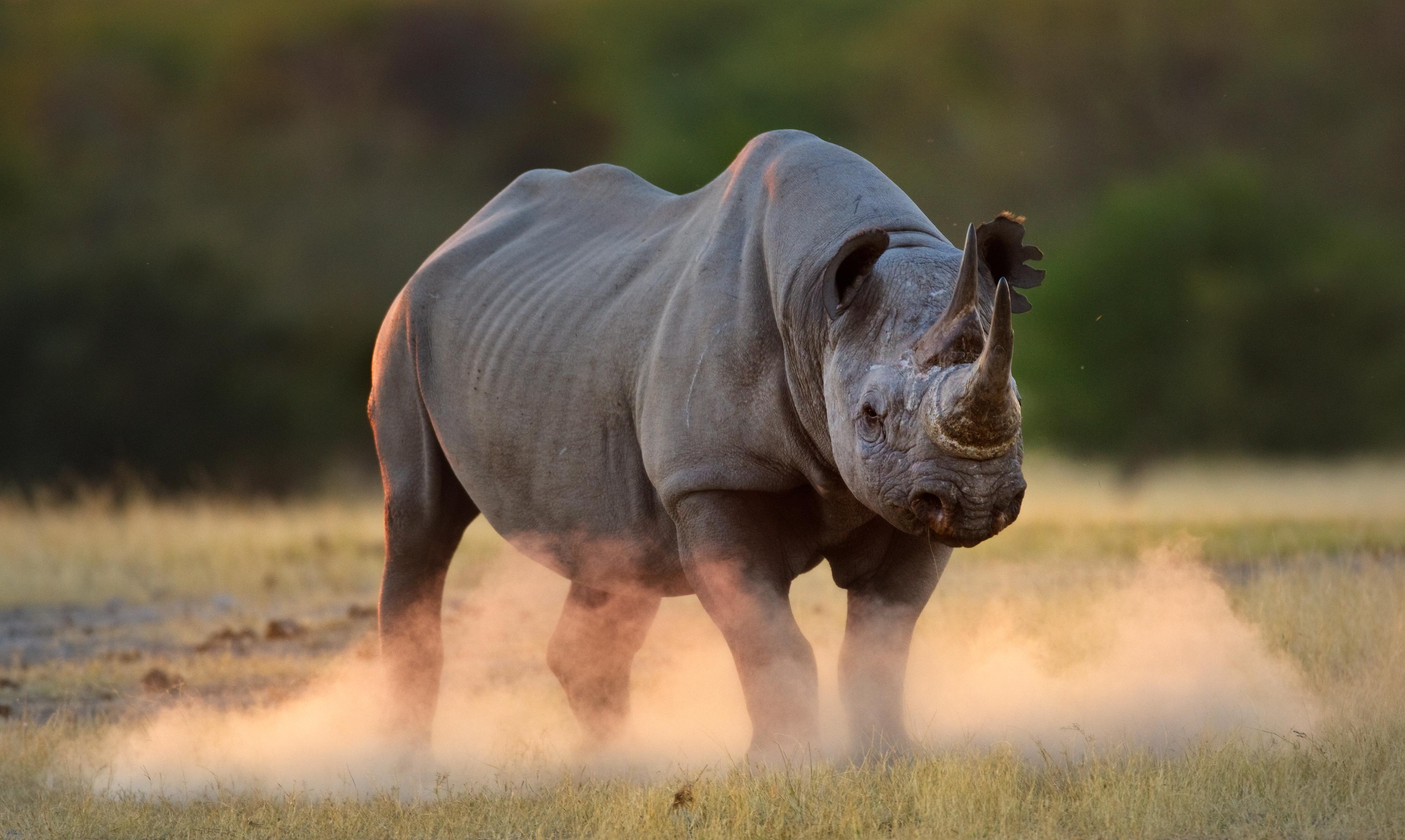 Zwarte neushoorn in Namibië