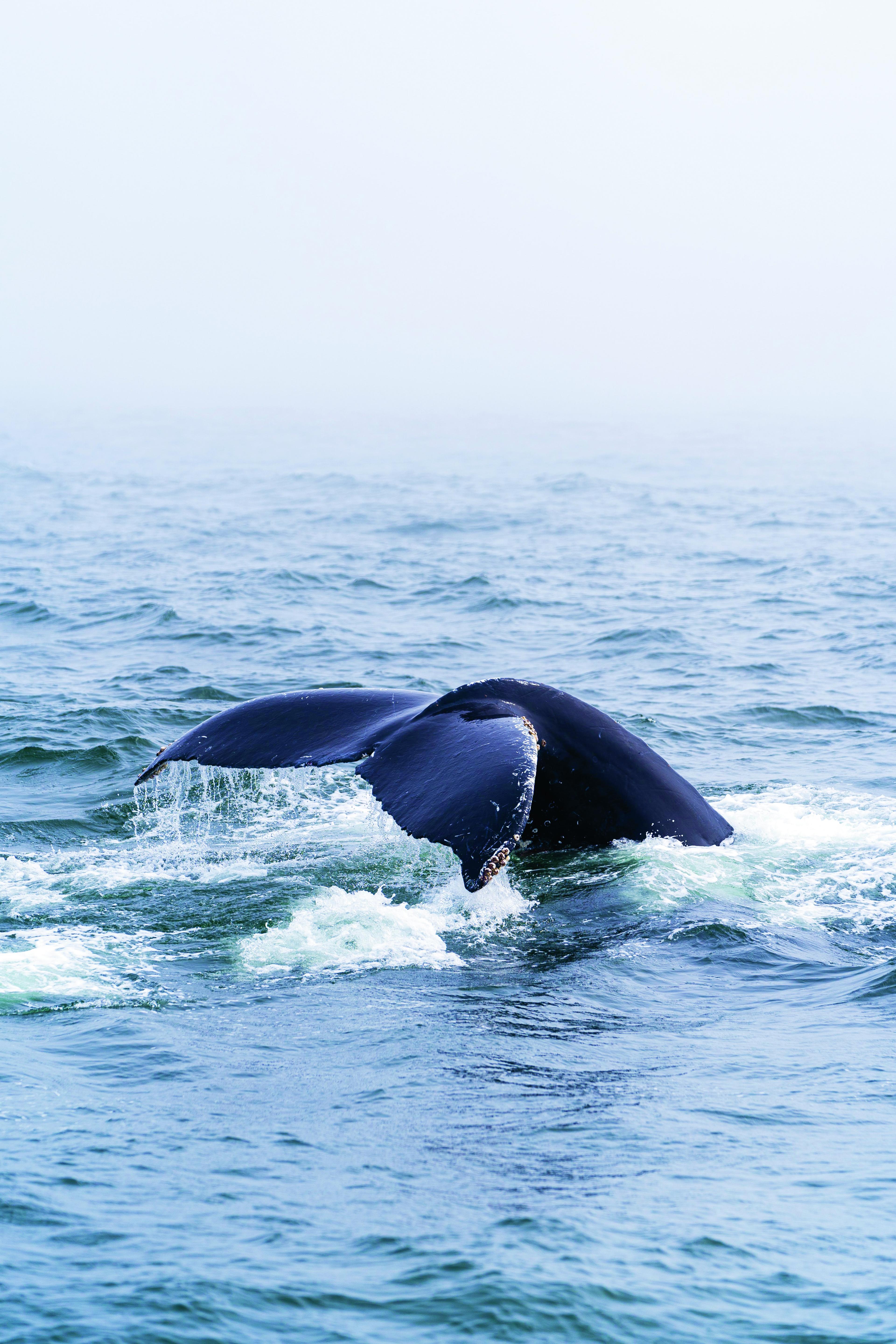Vin van walvis boven water