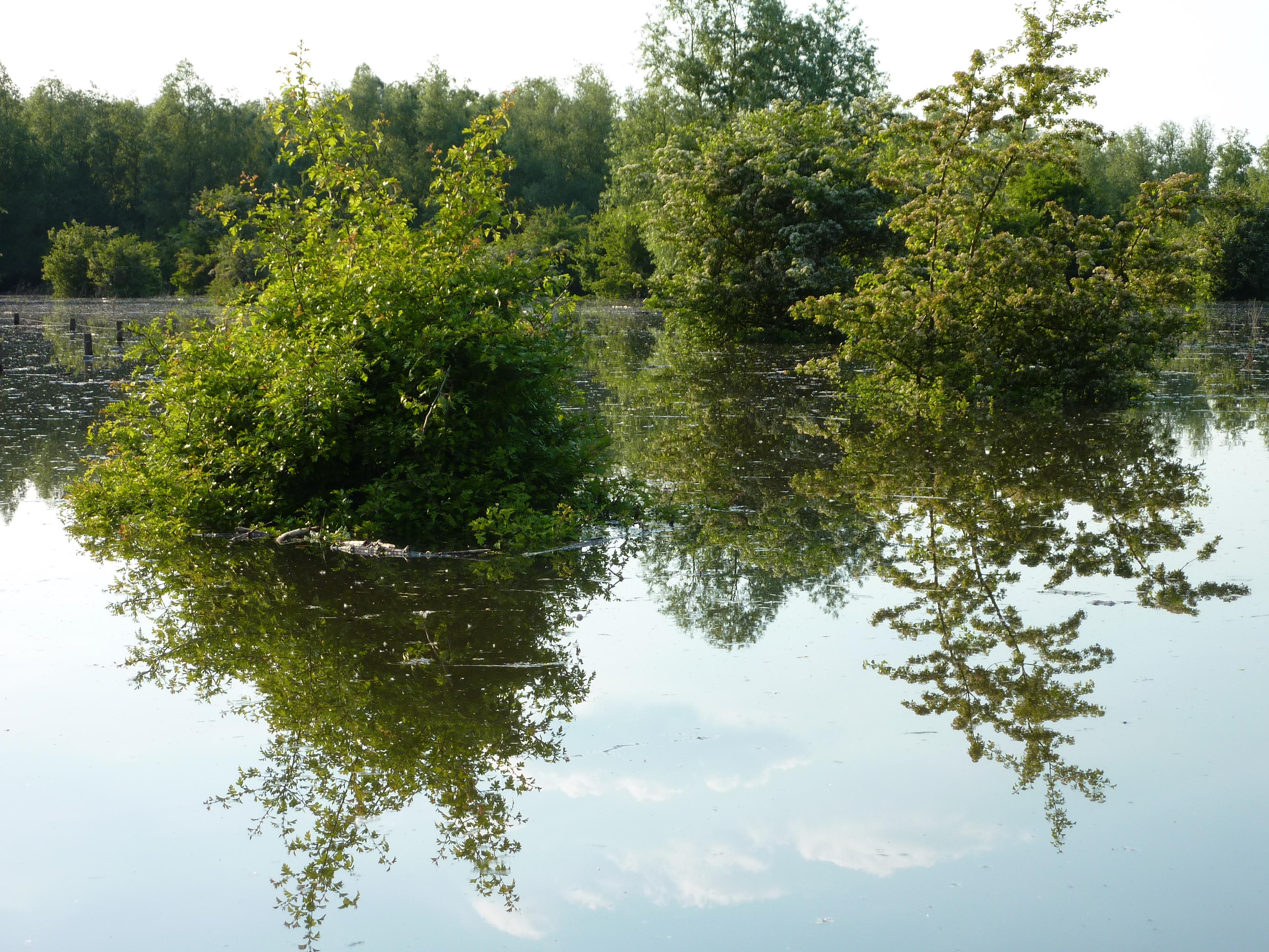 Zomerhoogwater