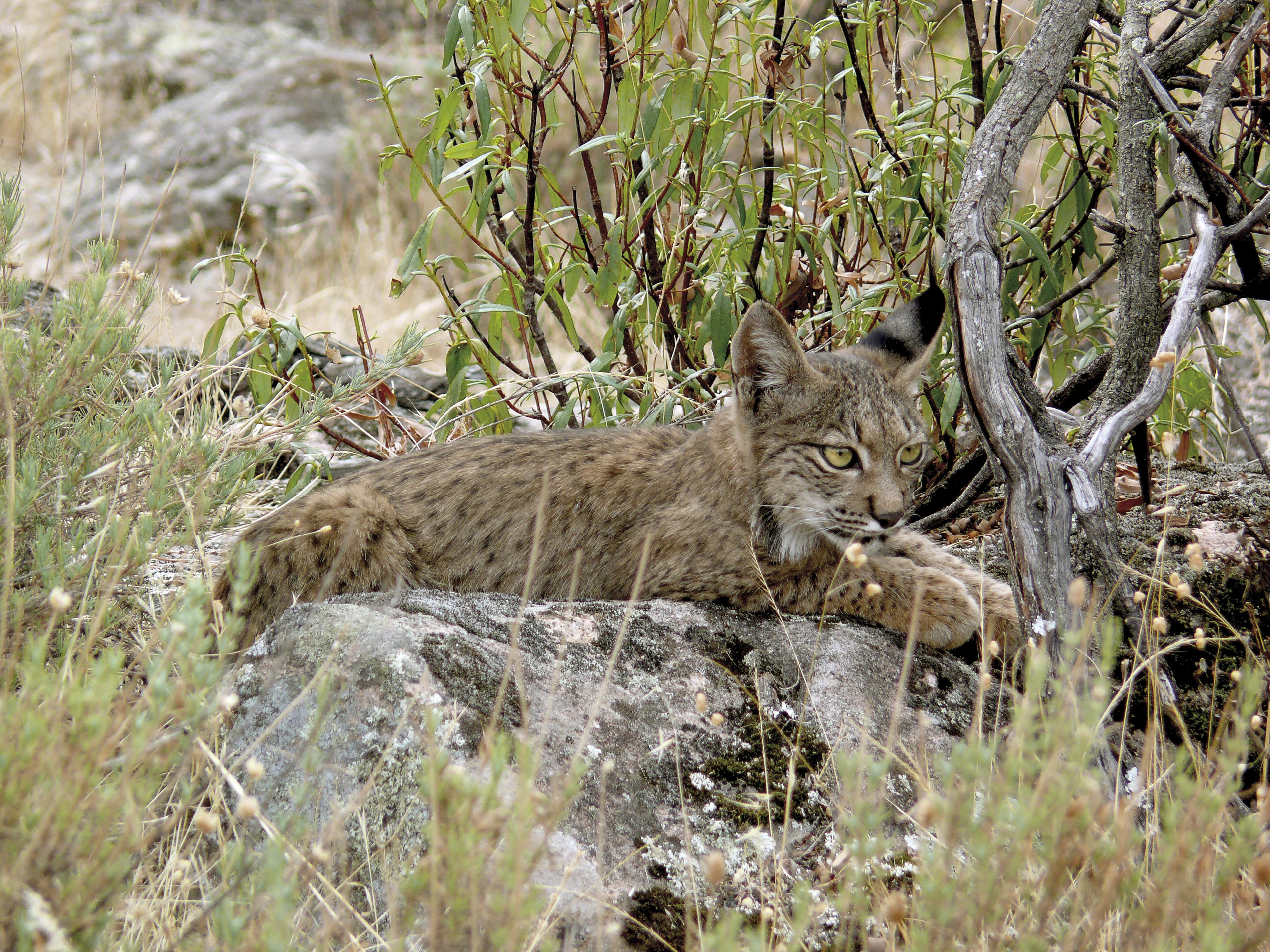 lynx