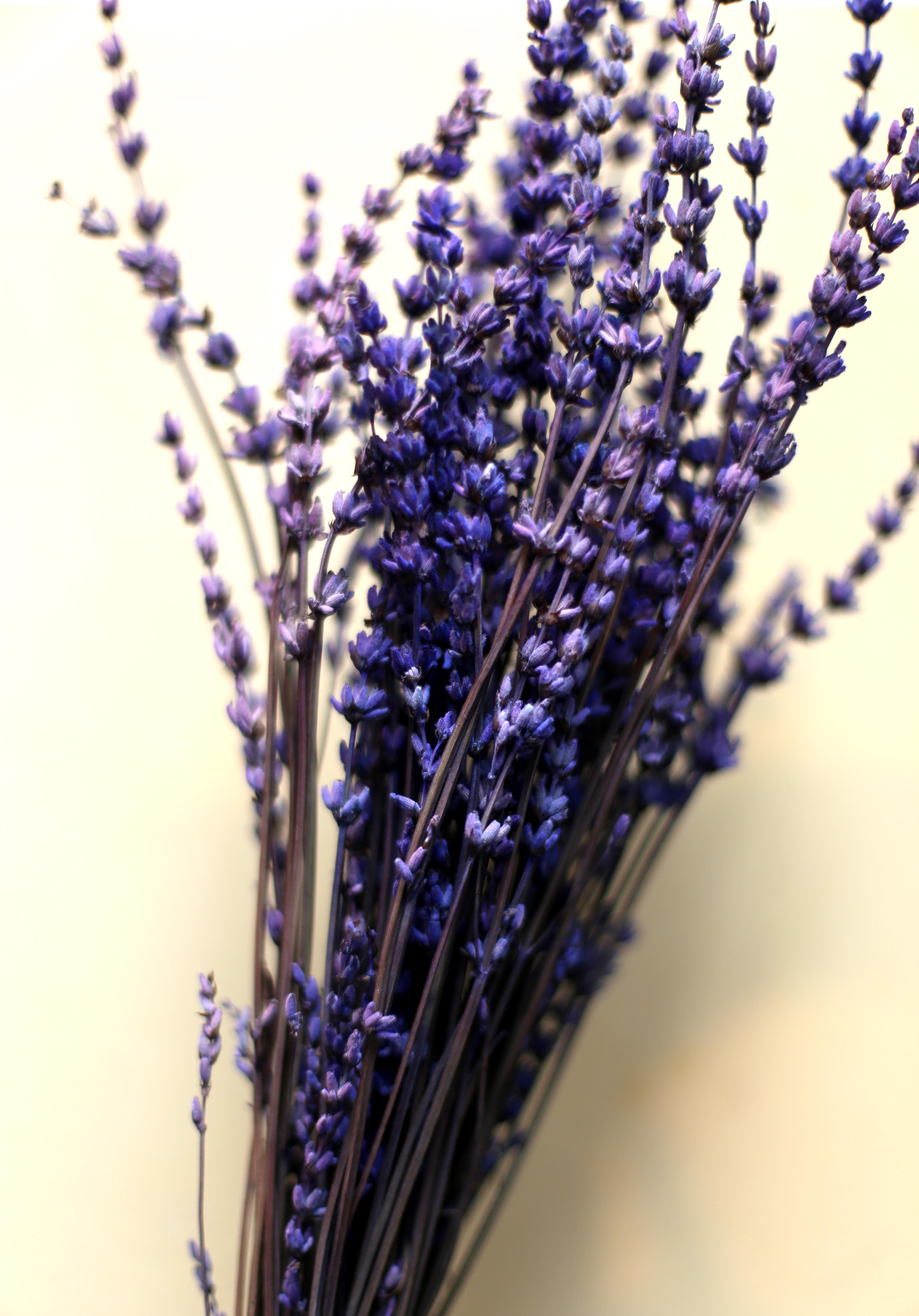 Lavendel
