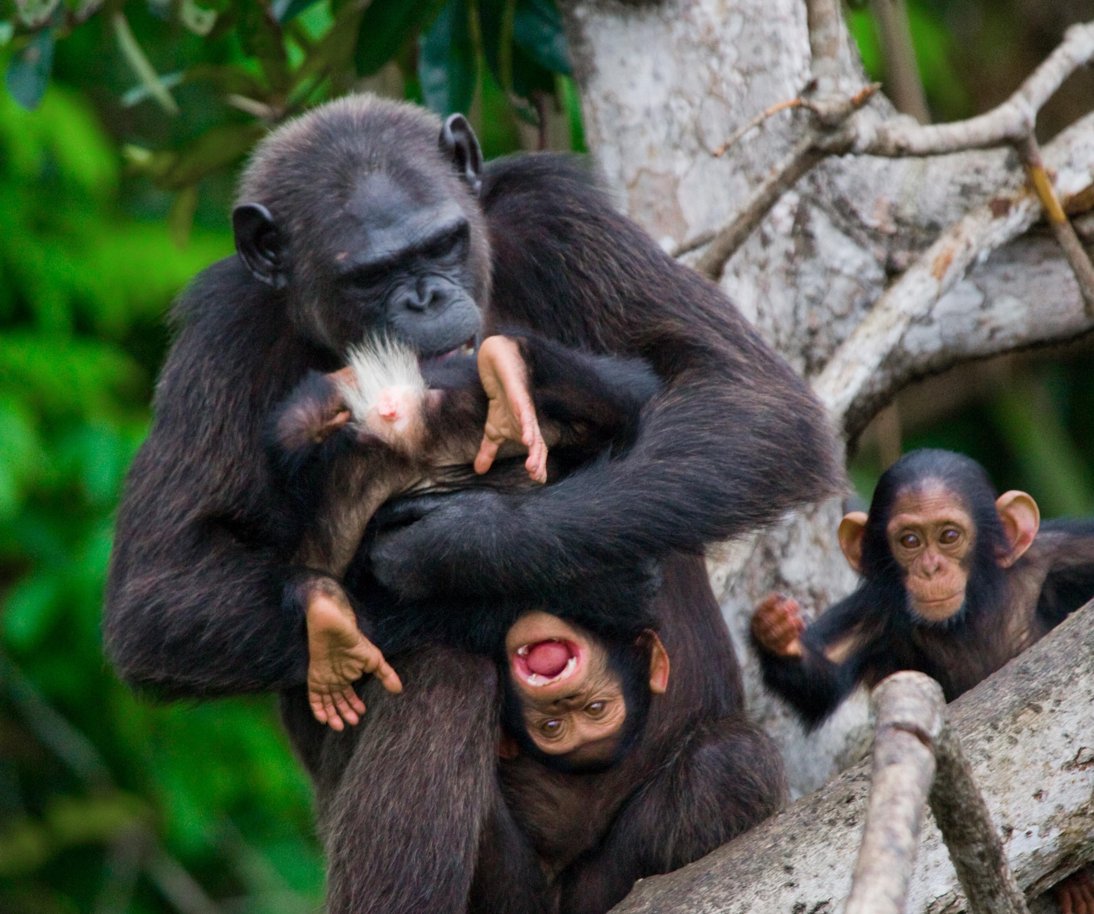 Chimpansee