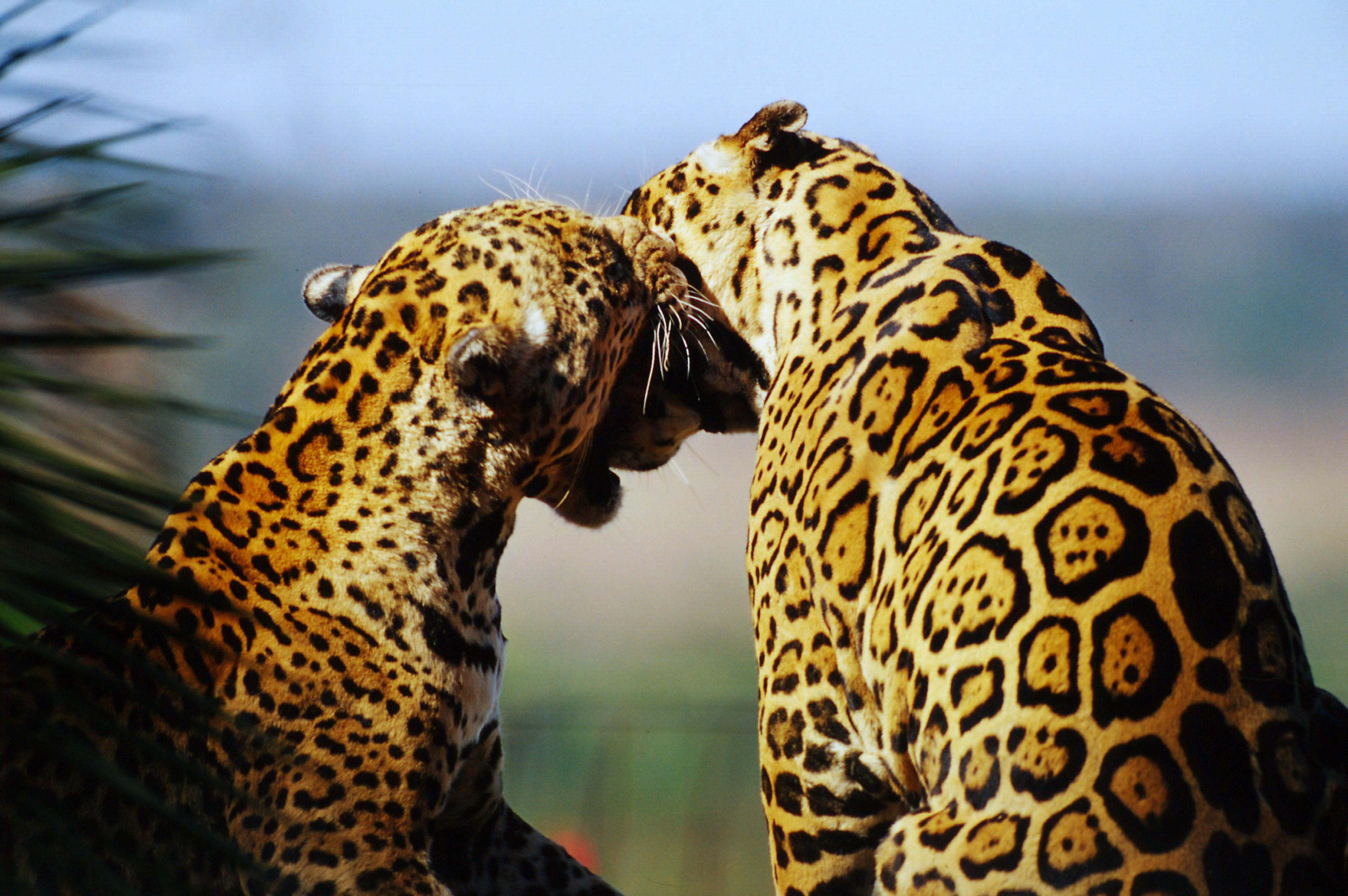 twee jaguars