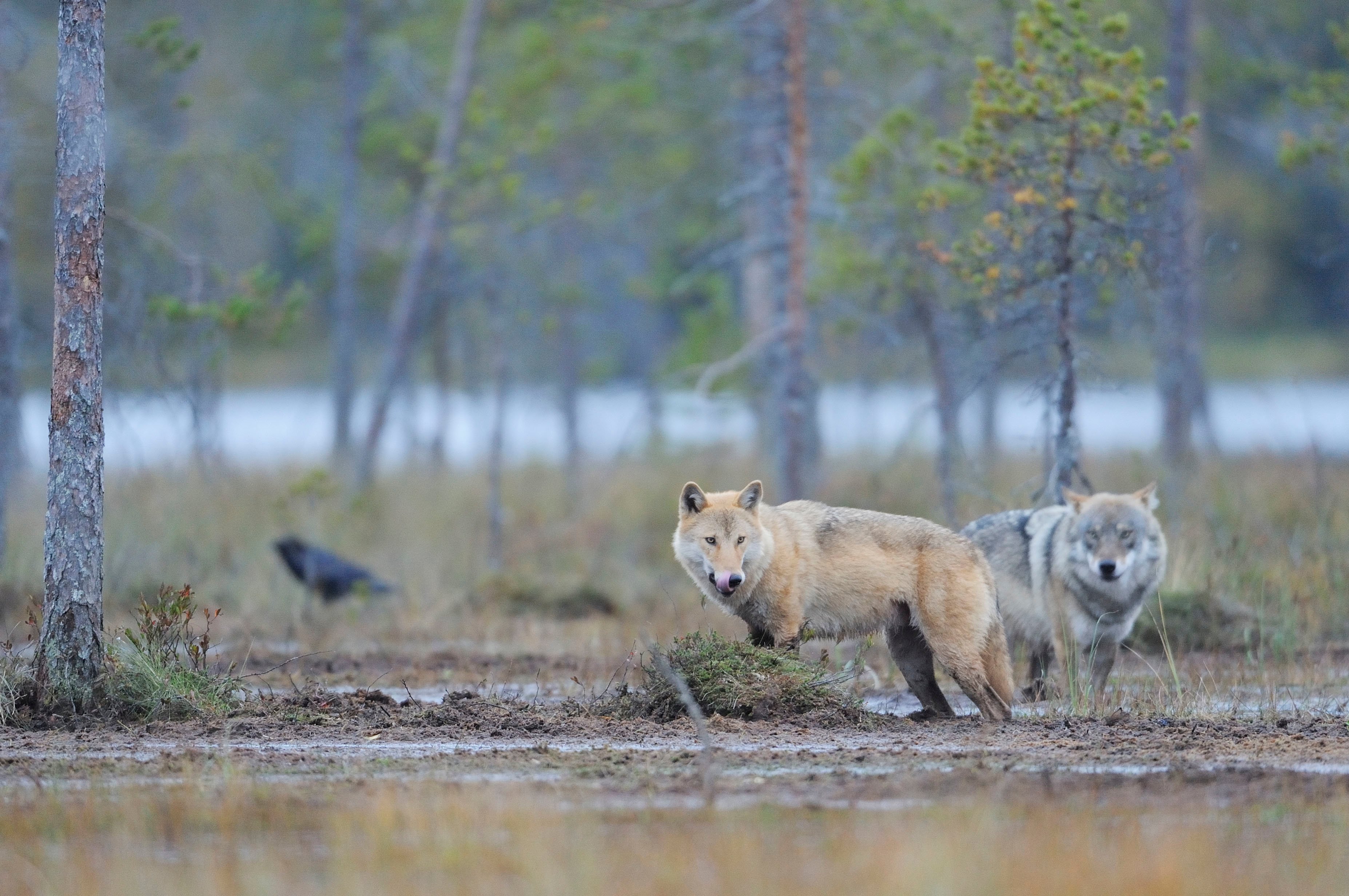 Wolven_Wild Wonders of Europe _ Staffan Widstrand _ WWF.jpg