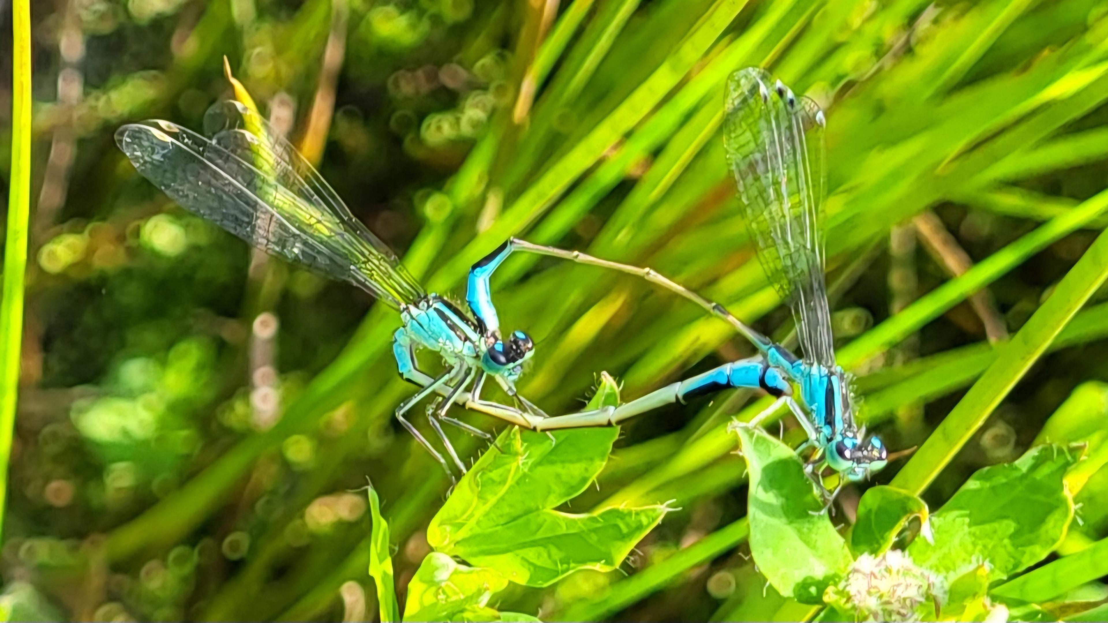 Waterjuffertandem