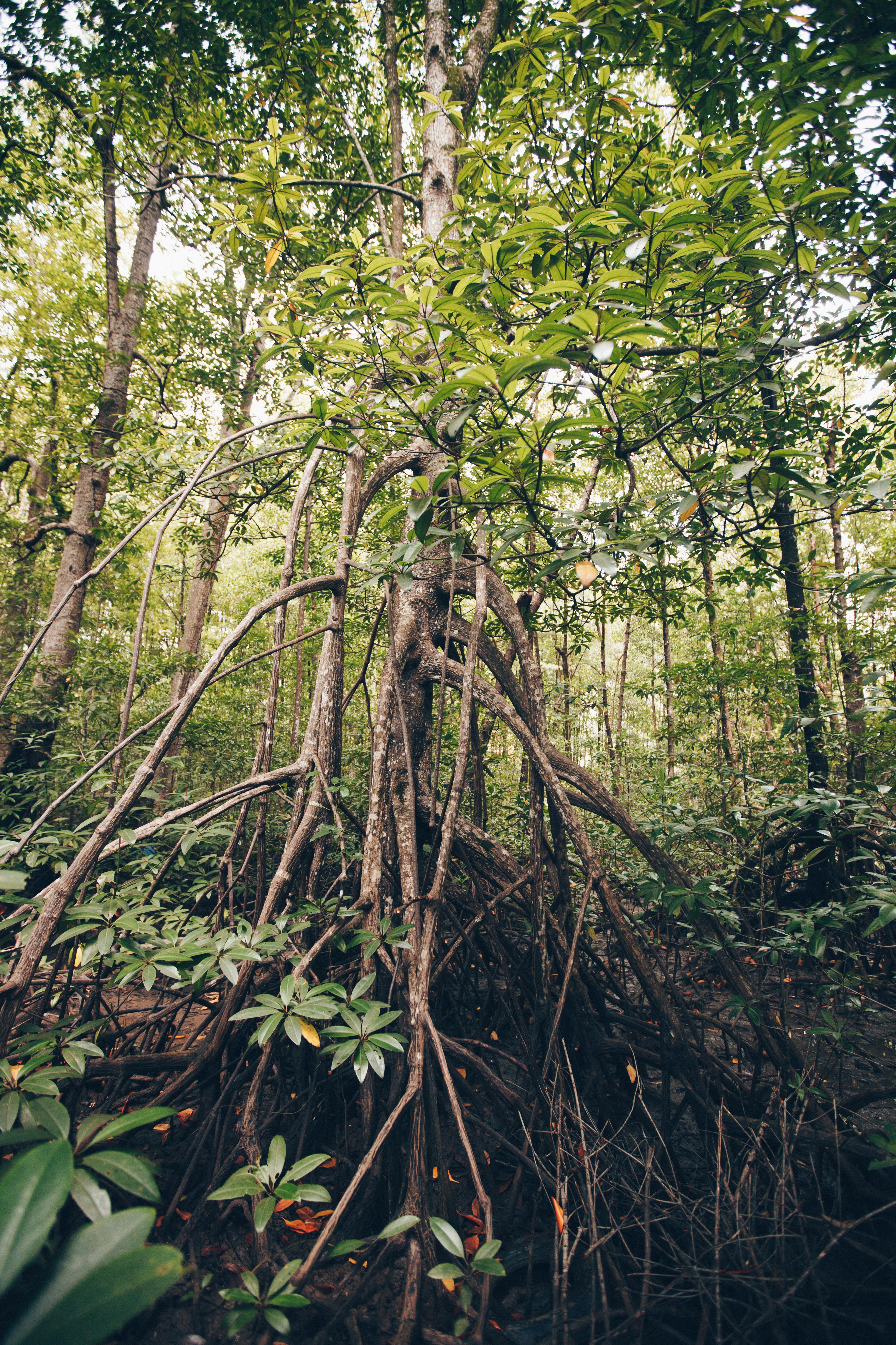 Mangroveplant