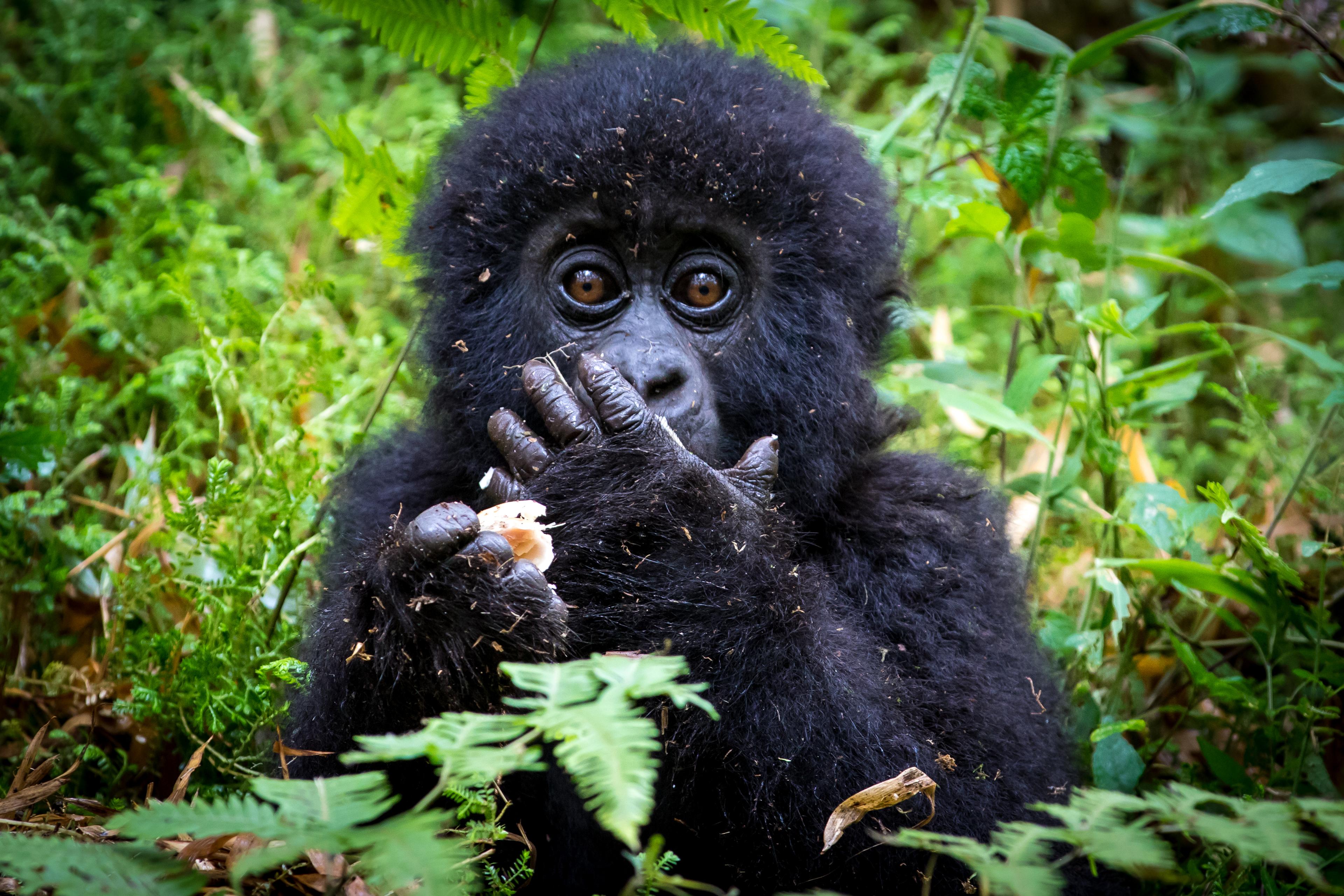 Baby gorilla met hand voor zijn mond