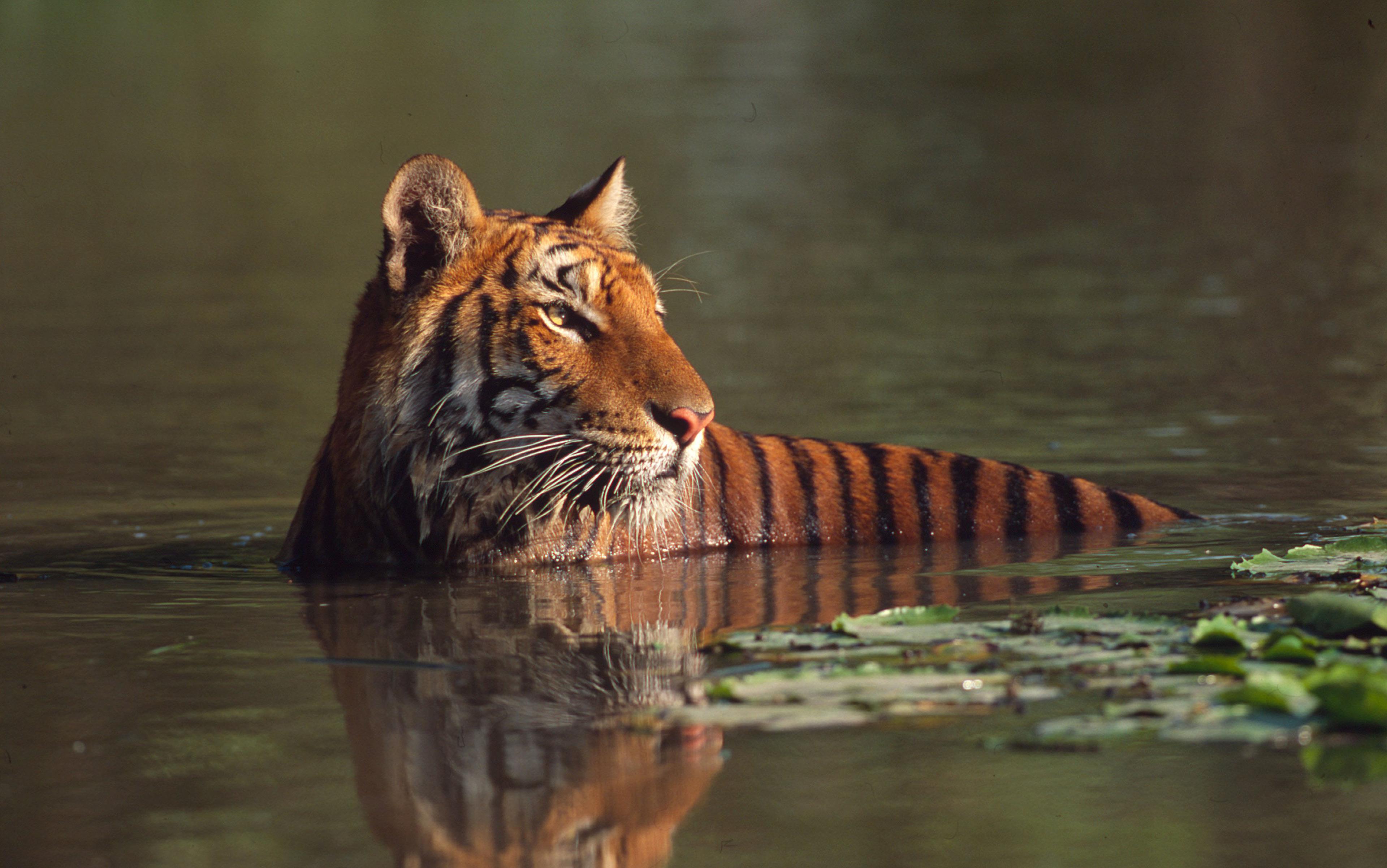 Tijger in het water