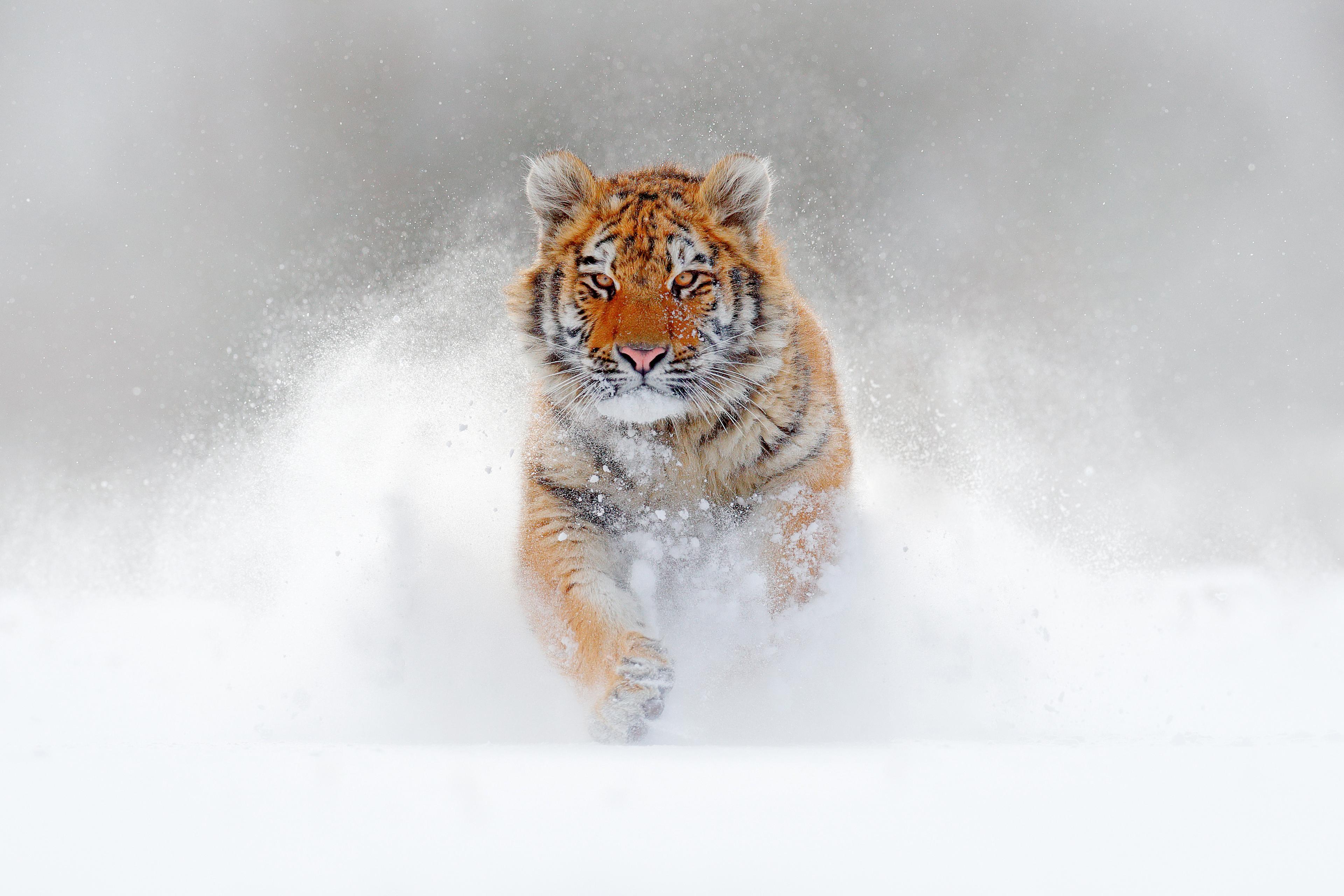 Siberische tijger in de sneeuw