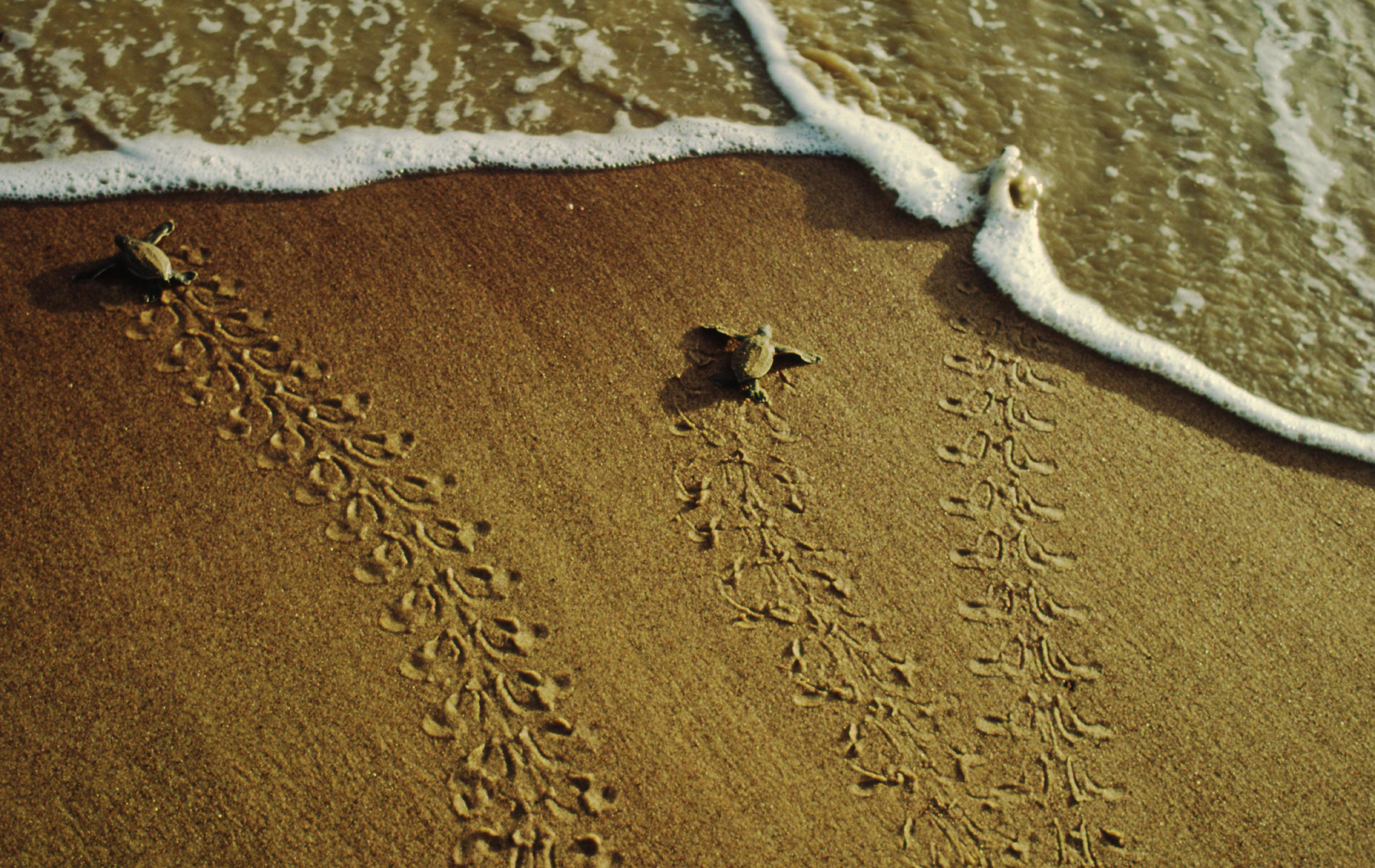 Lederschildpad, schildpadje kruipt naar zee, Guianas