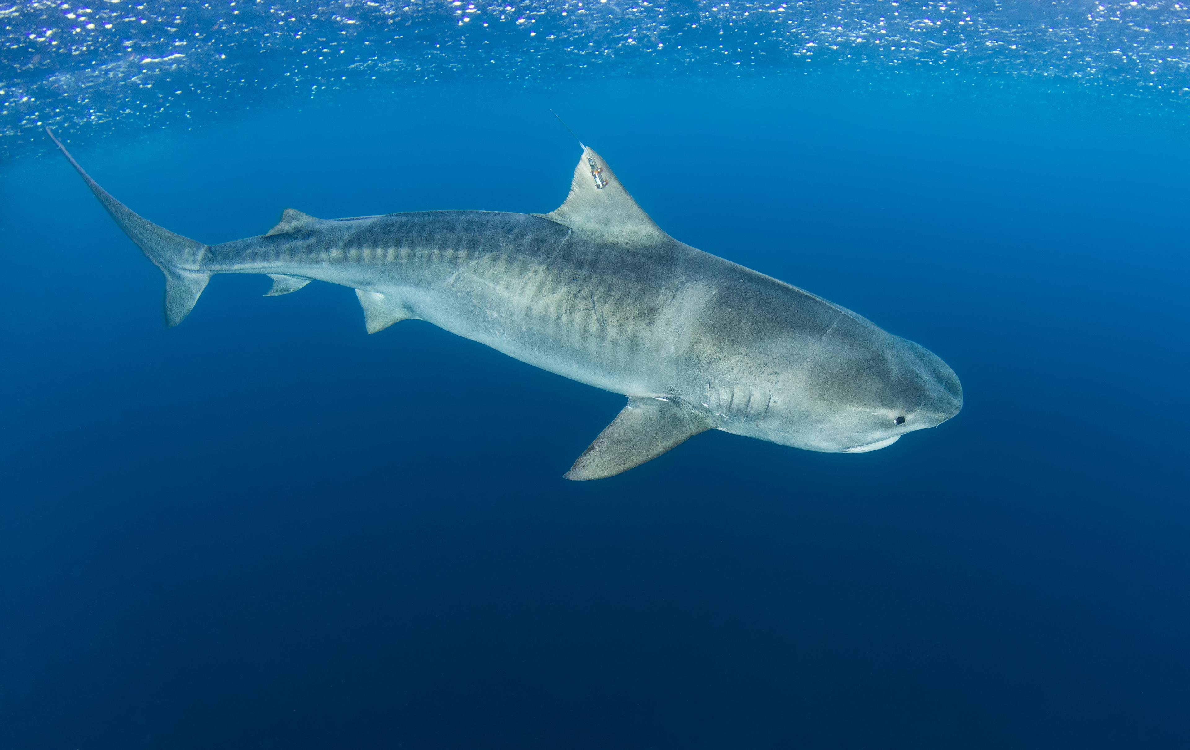 "Cookie" the shark