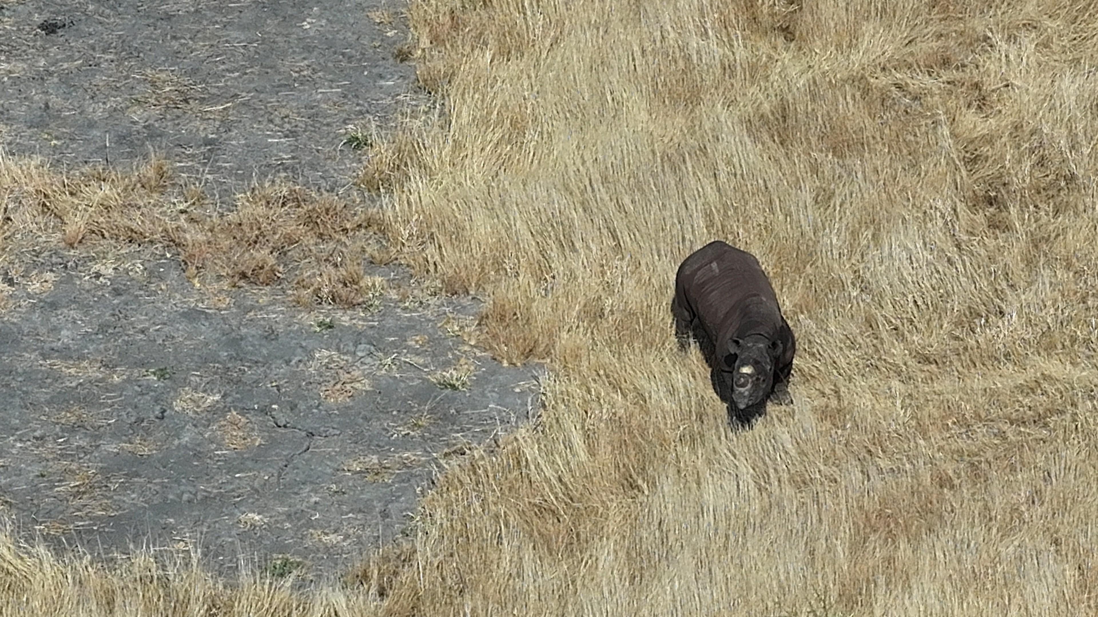 Een neushoorn gefotografeerd vanuit de lucht