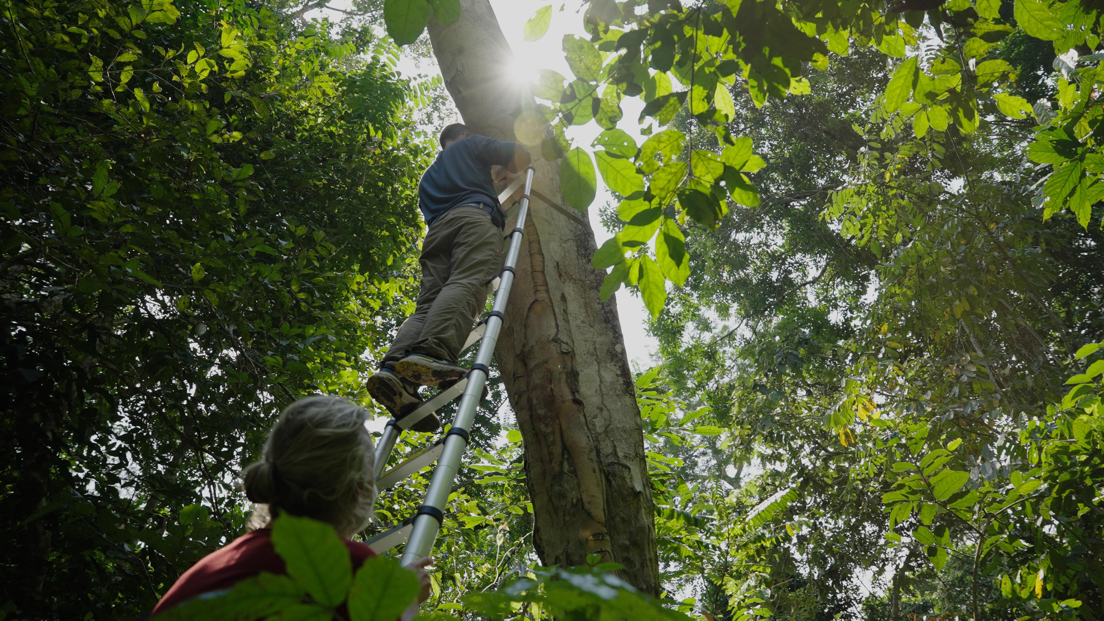 Man klimt op ladder tegen boom