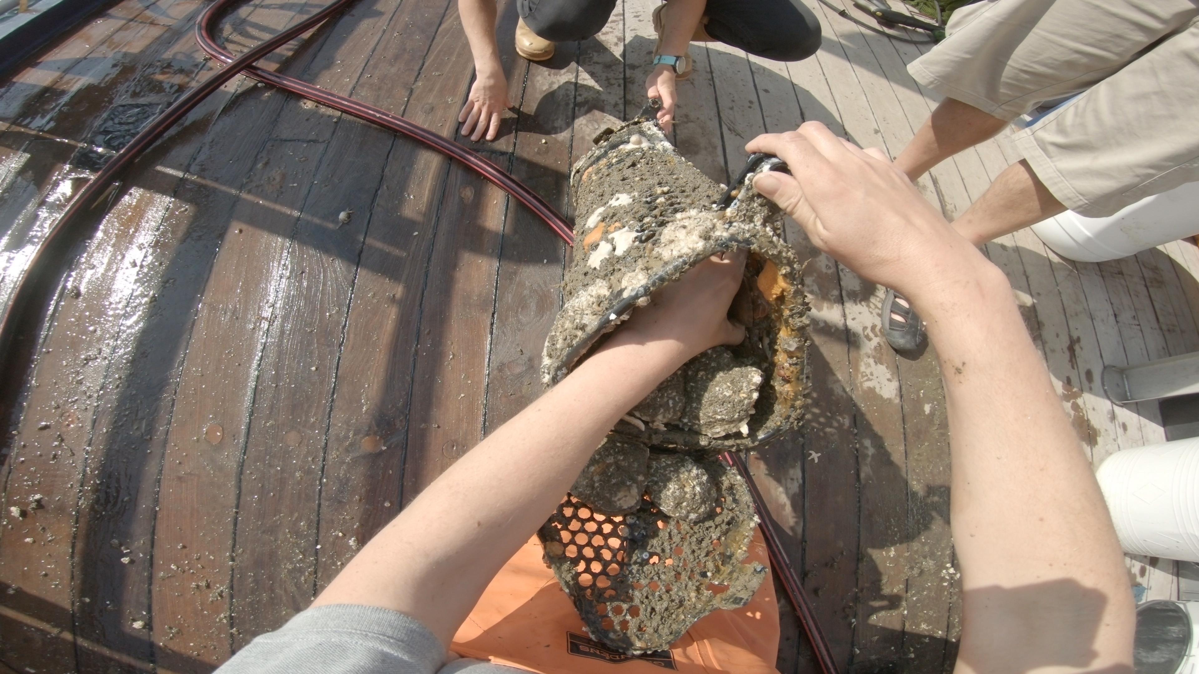 Onderzoekskooi met Oesters