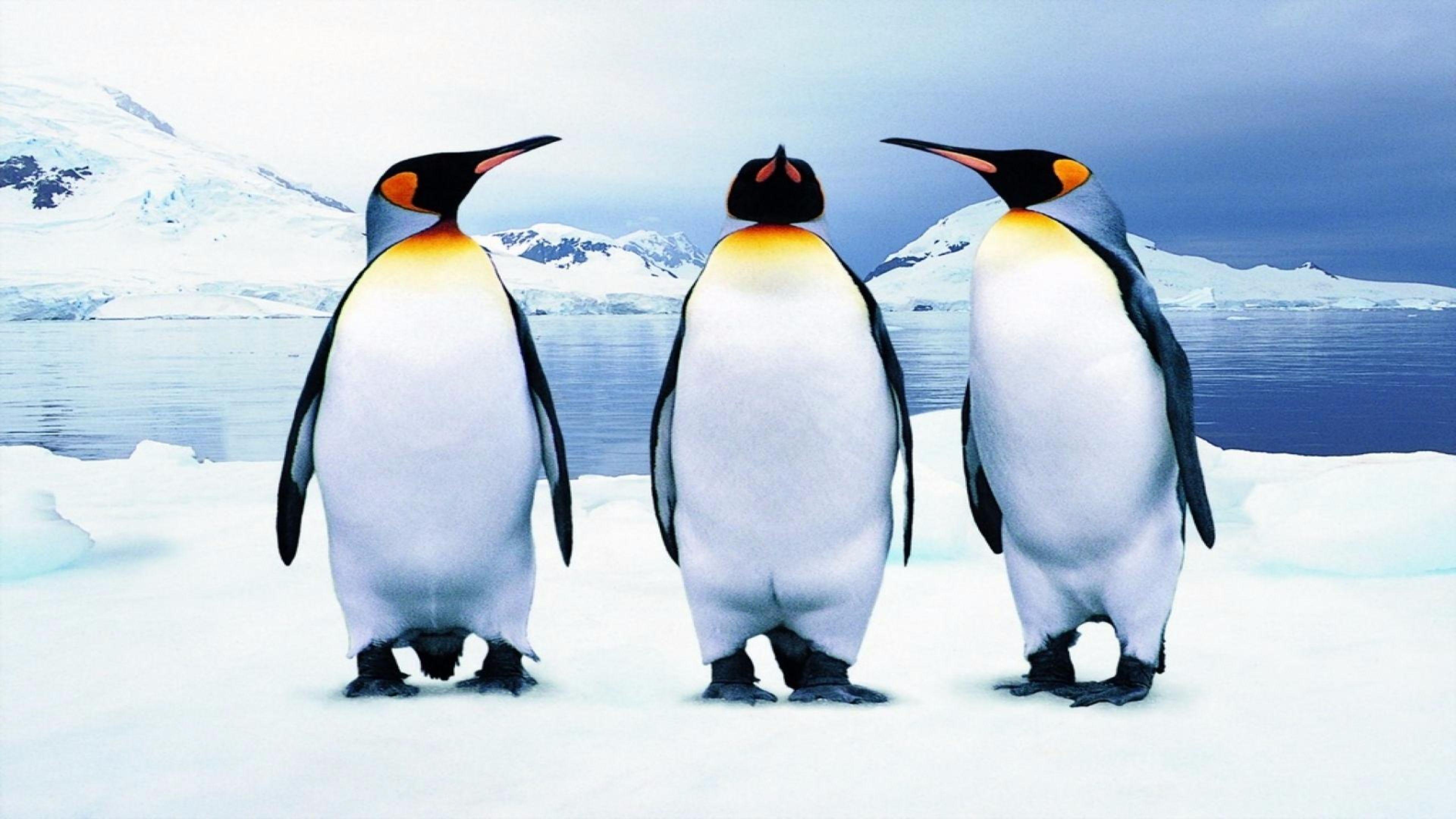3 pinguins