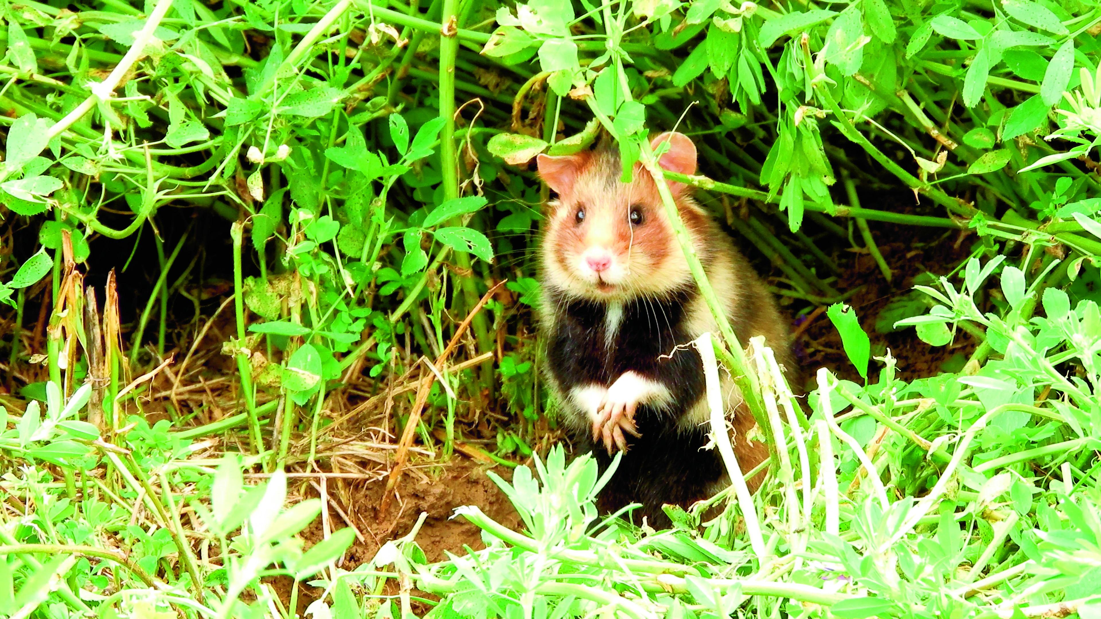 Hamster onder struiken
