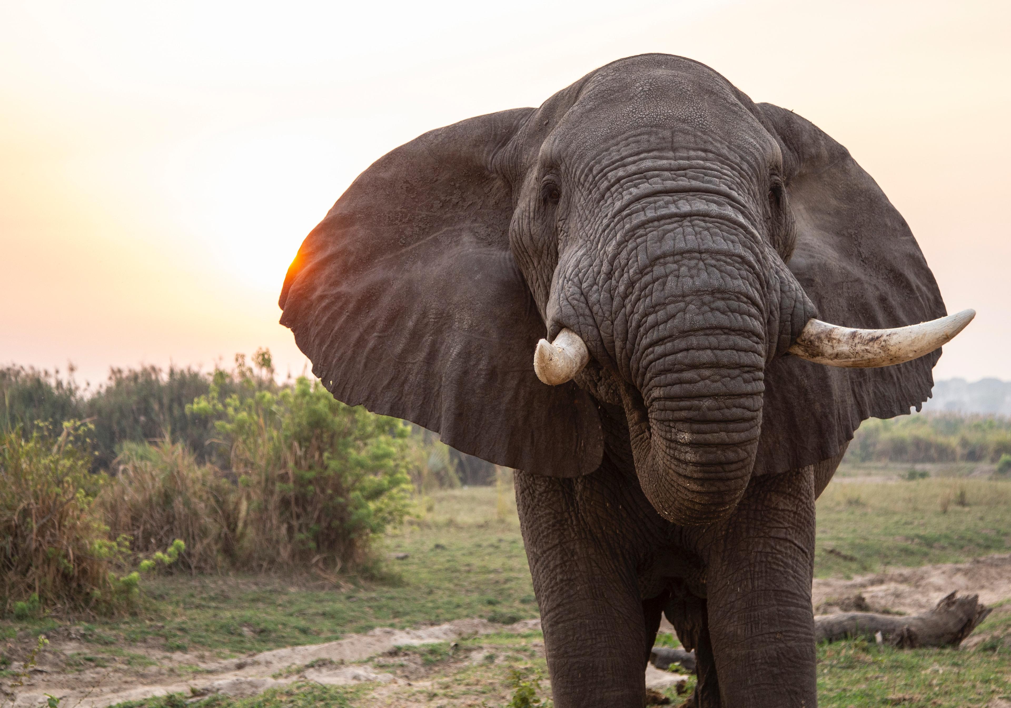 Innovaties in wildlife bescherming
