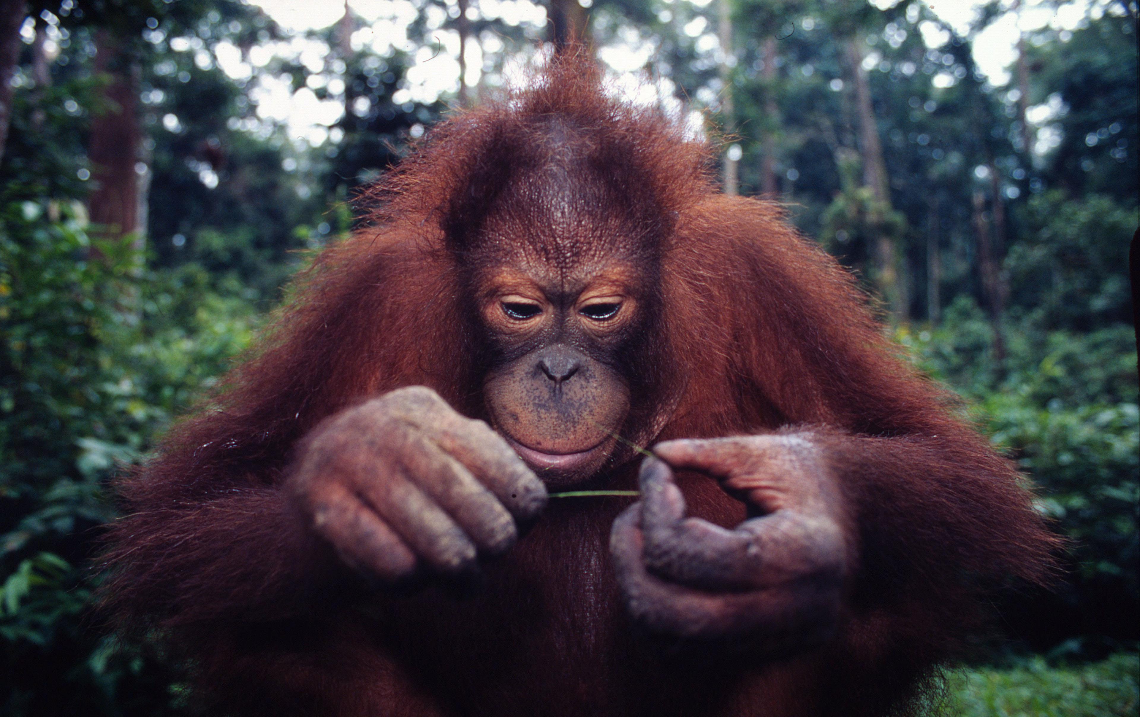 Orang-oetan met iets in zijn handen in Maleisië