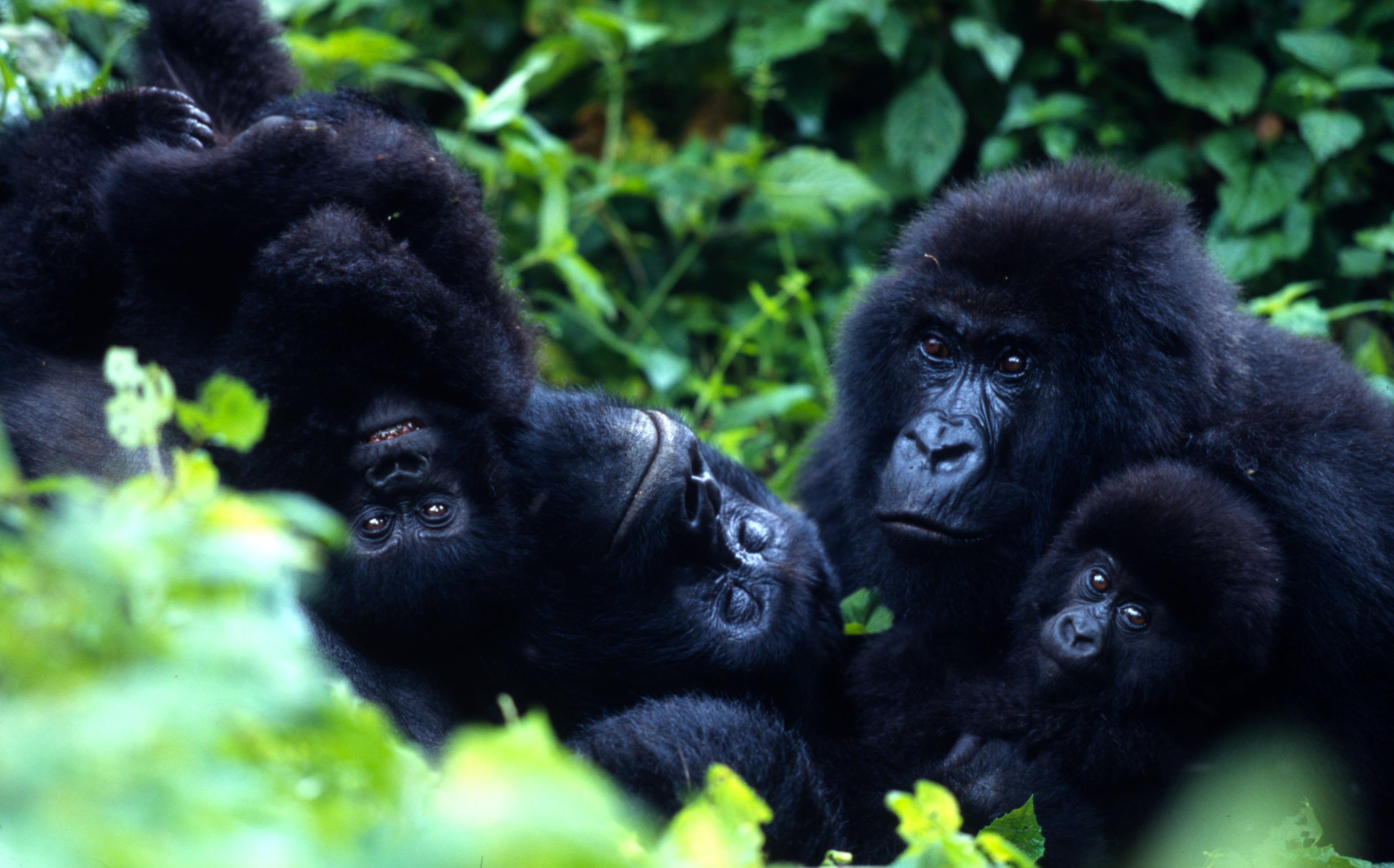 Gorilla's met jong