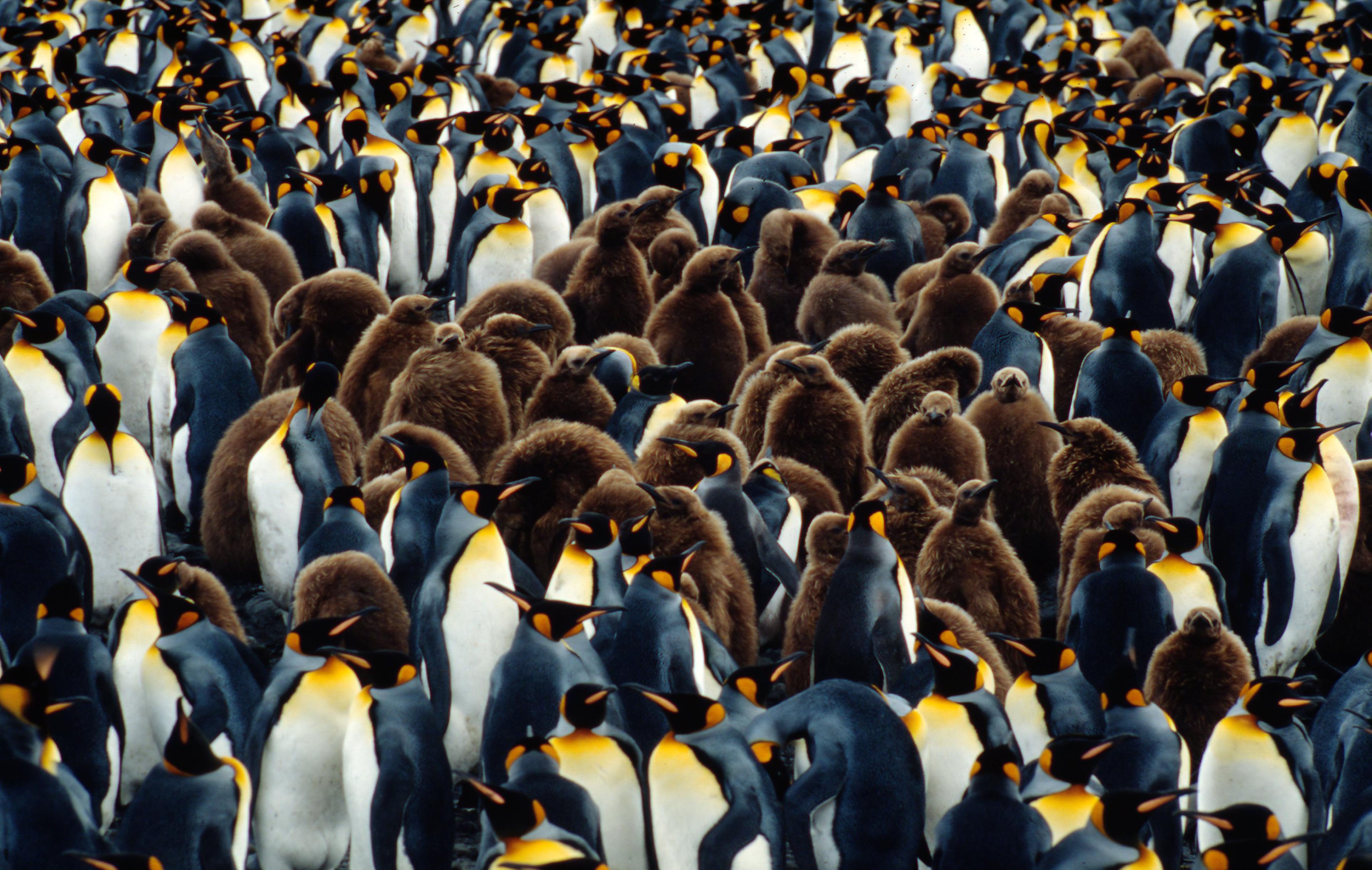 Pinguïn kolonie