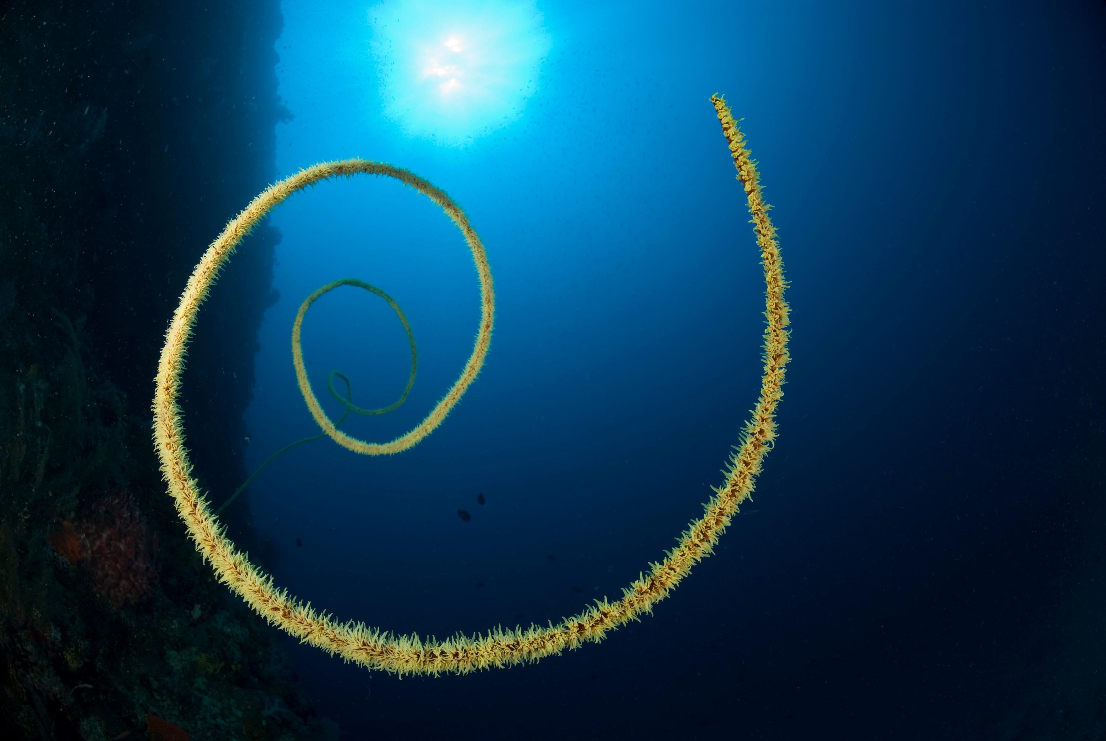 Zwart koraal vanaf beneden, zon schijnt door het water, Papoea Nieuw Guinea