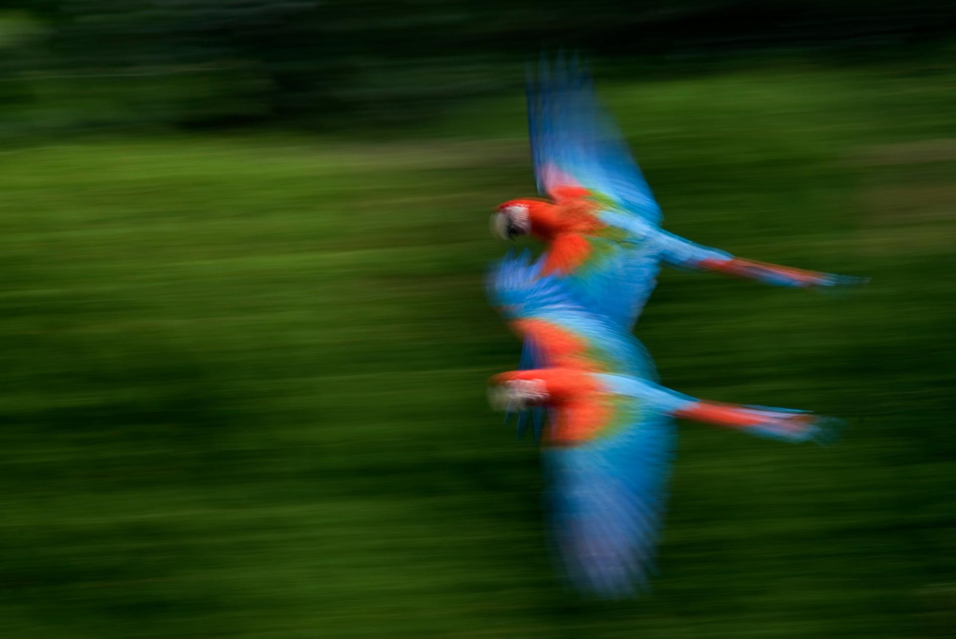 Twee vliegende macaws