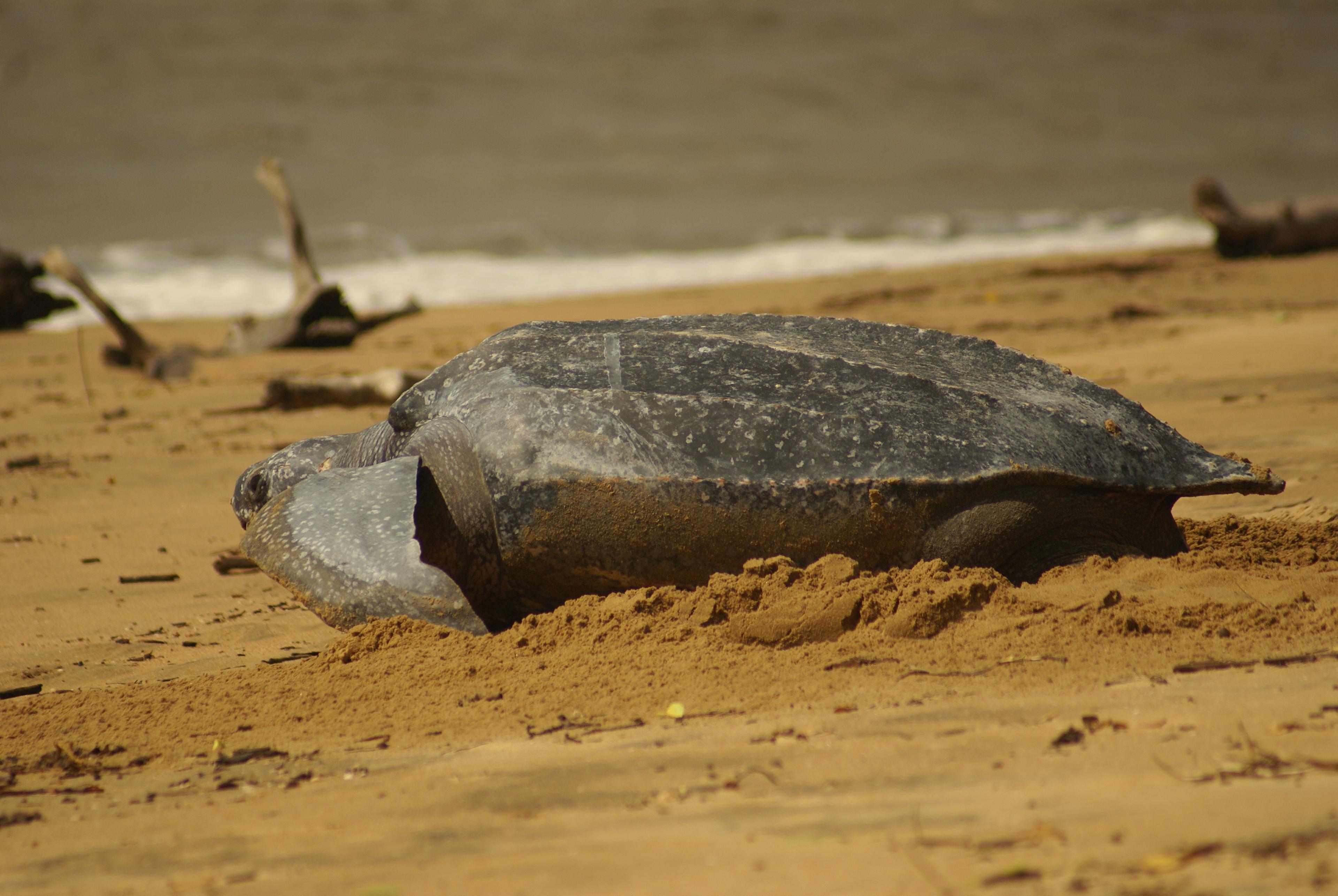 Lederschildpad op het strand van Braamspunt