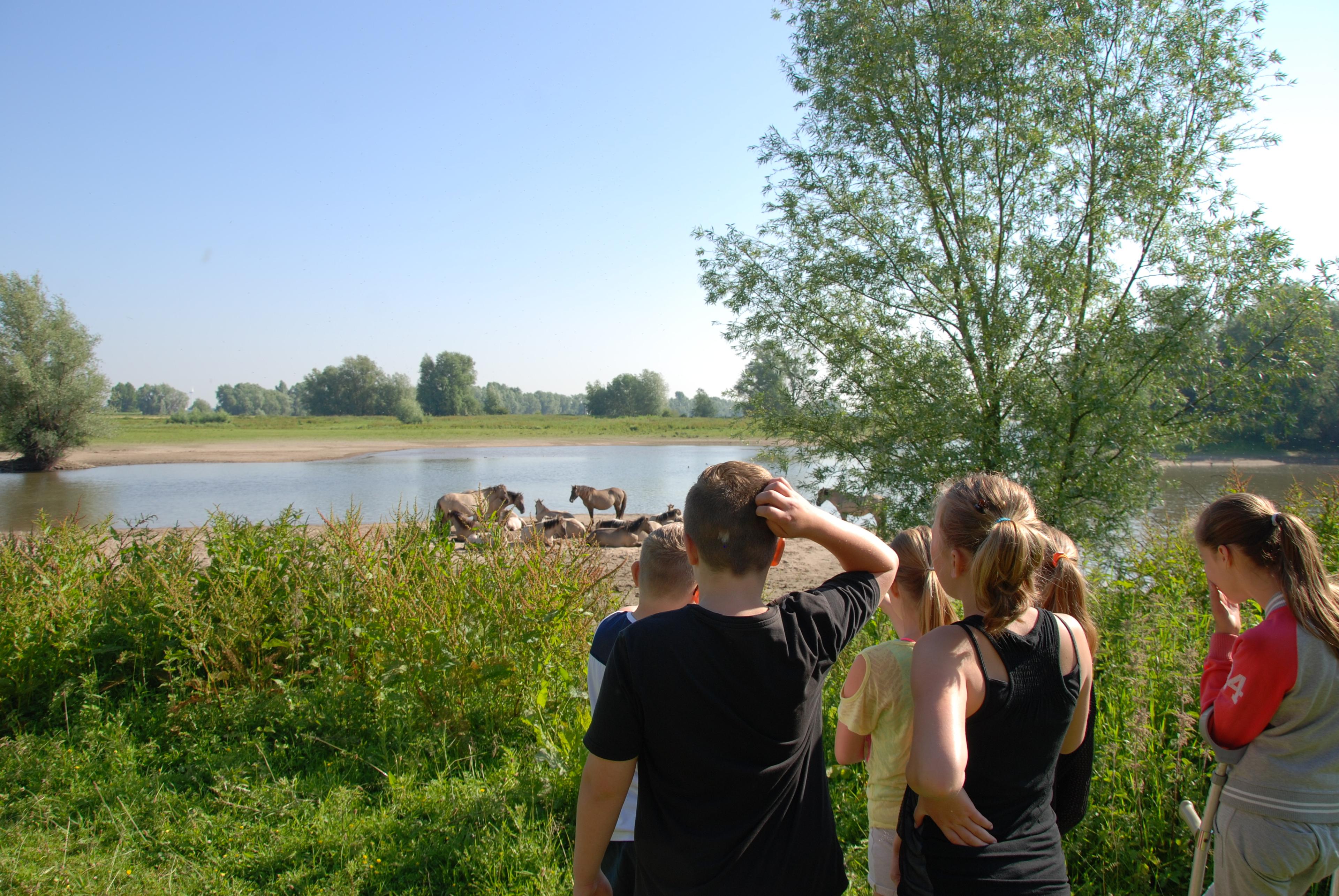 Kinderen kijken naar paarden in de uiterwaarden bij Nijmegen