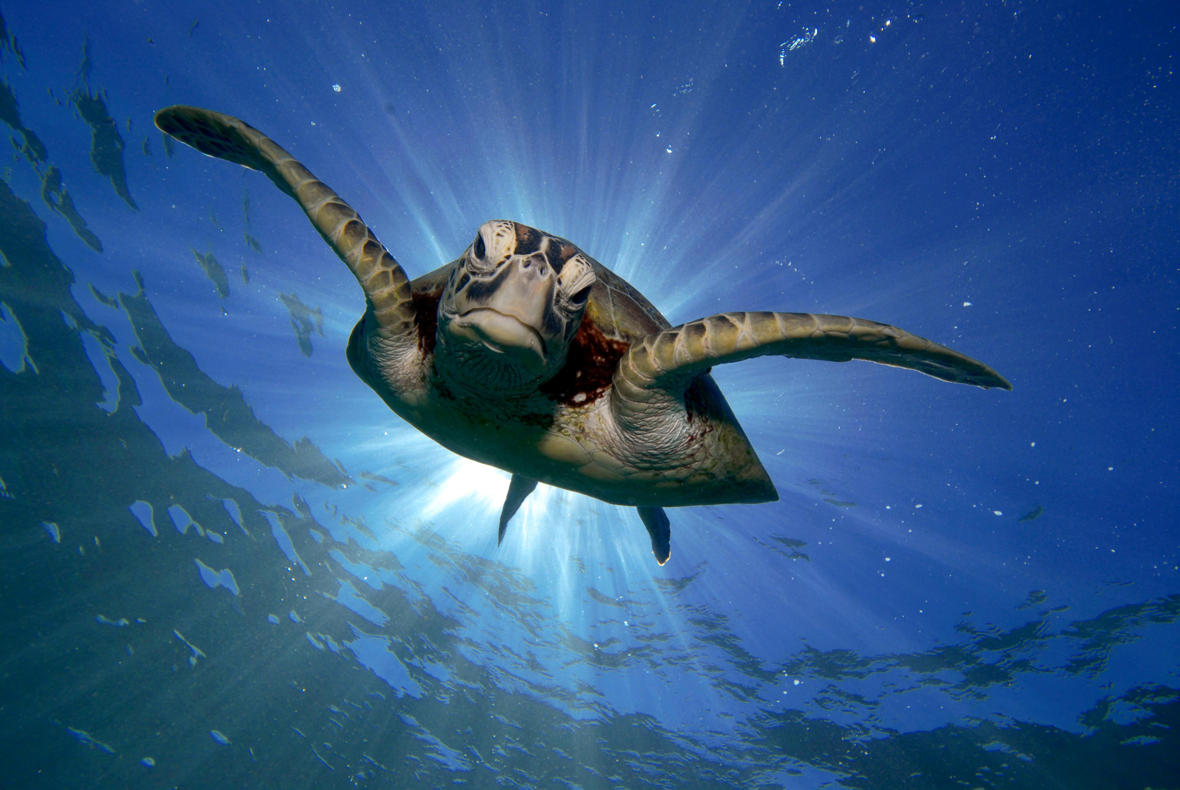 Zeeschildpad