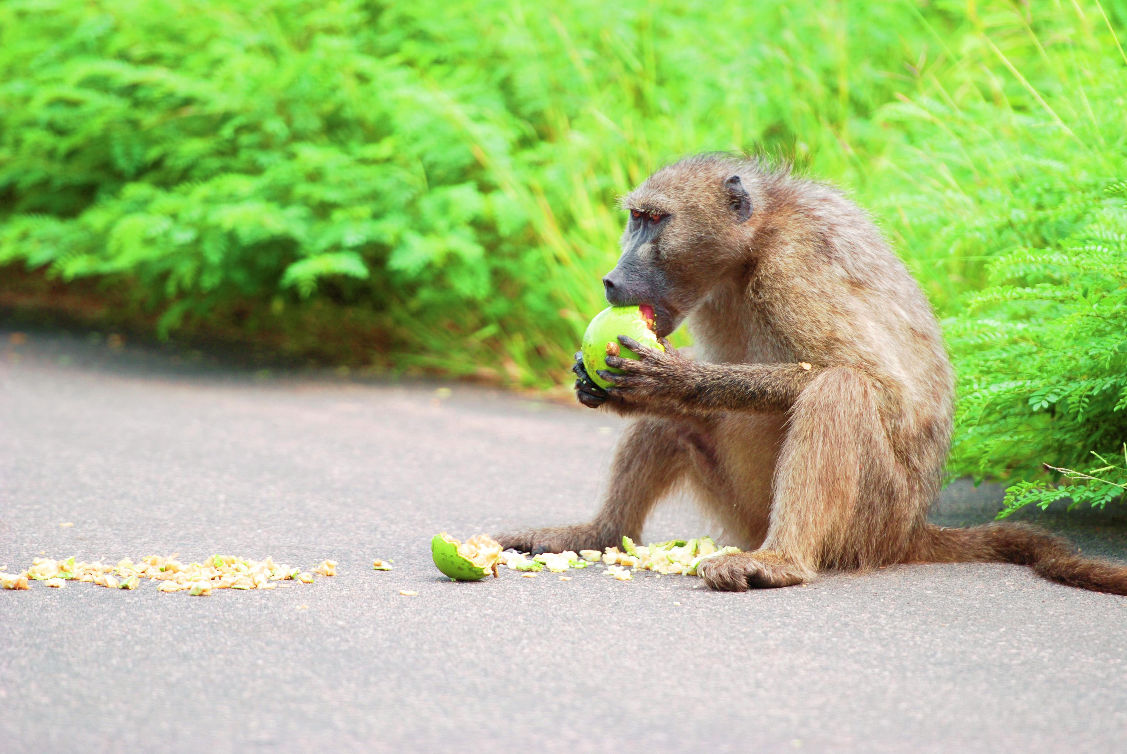 Baviaan eet fruit