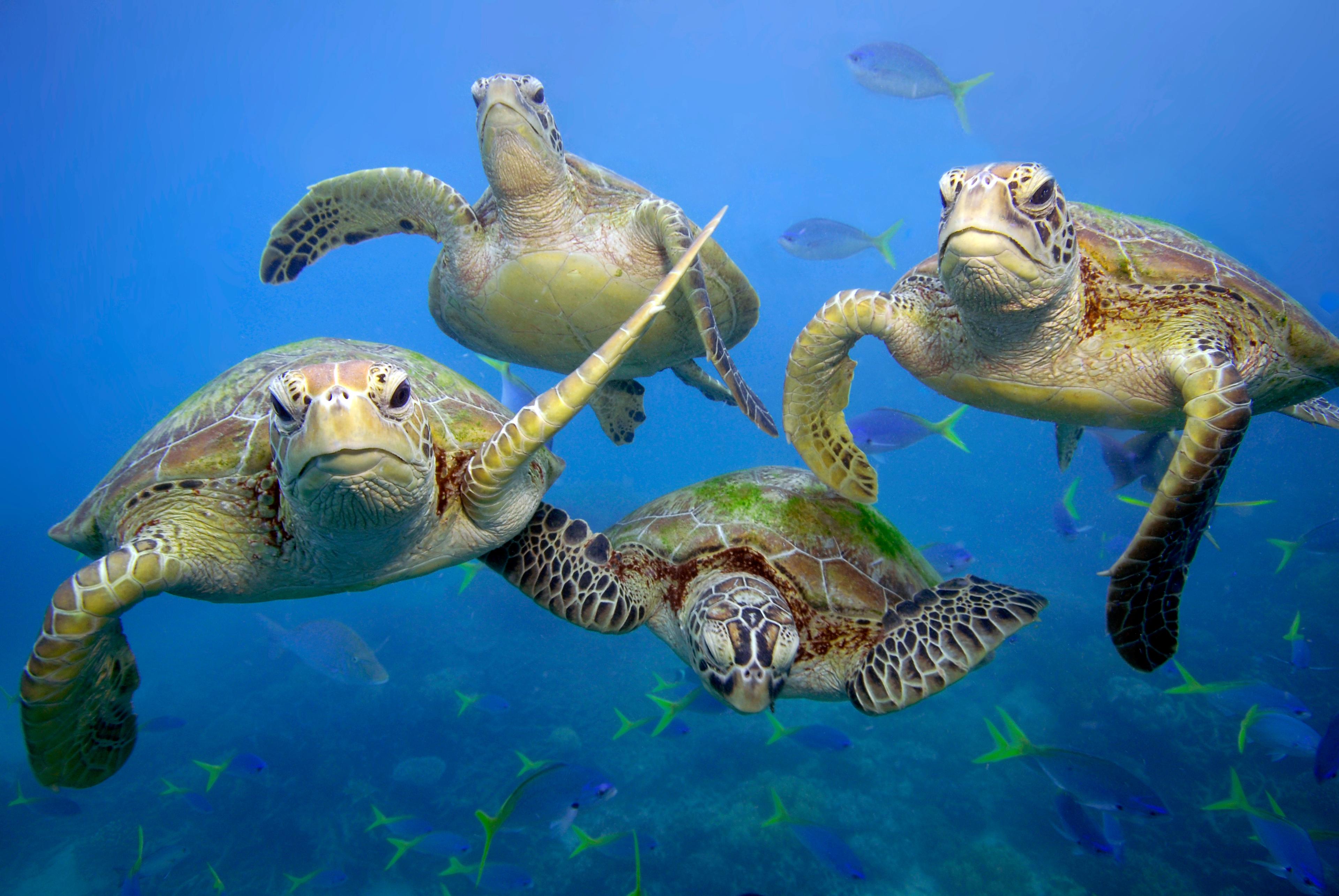 Zeeschildpadden in Great Barrier Reef
