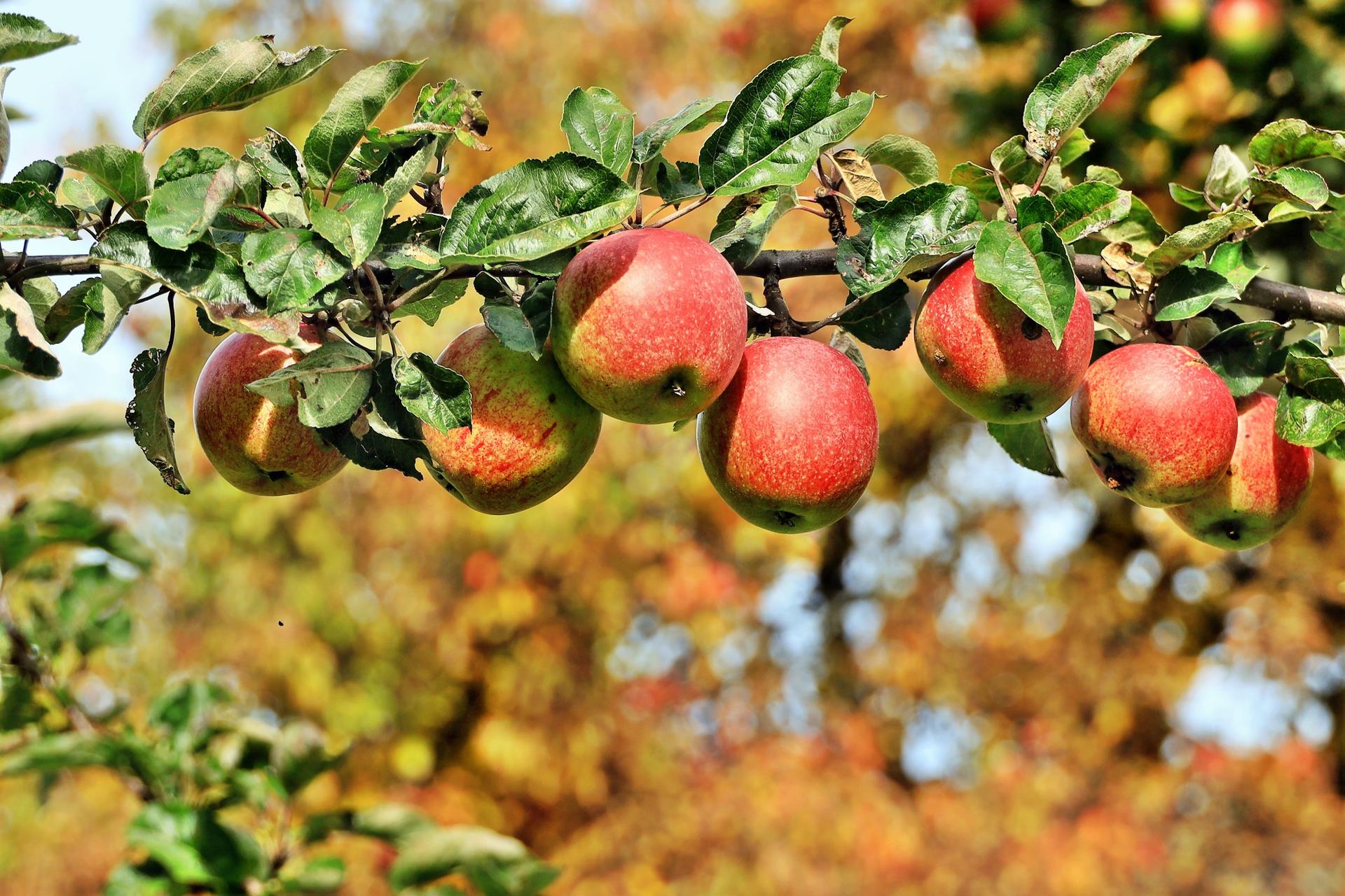 Appels