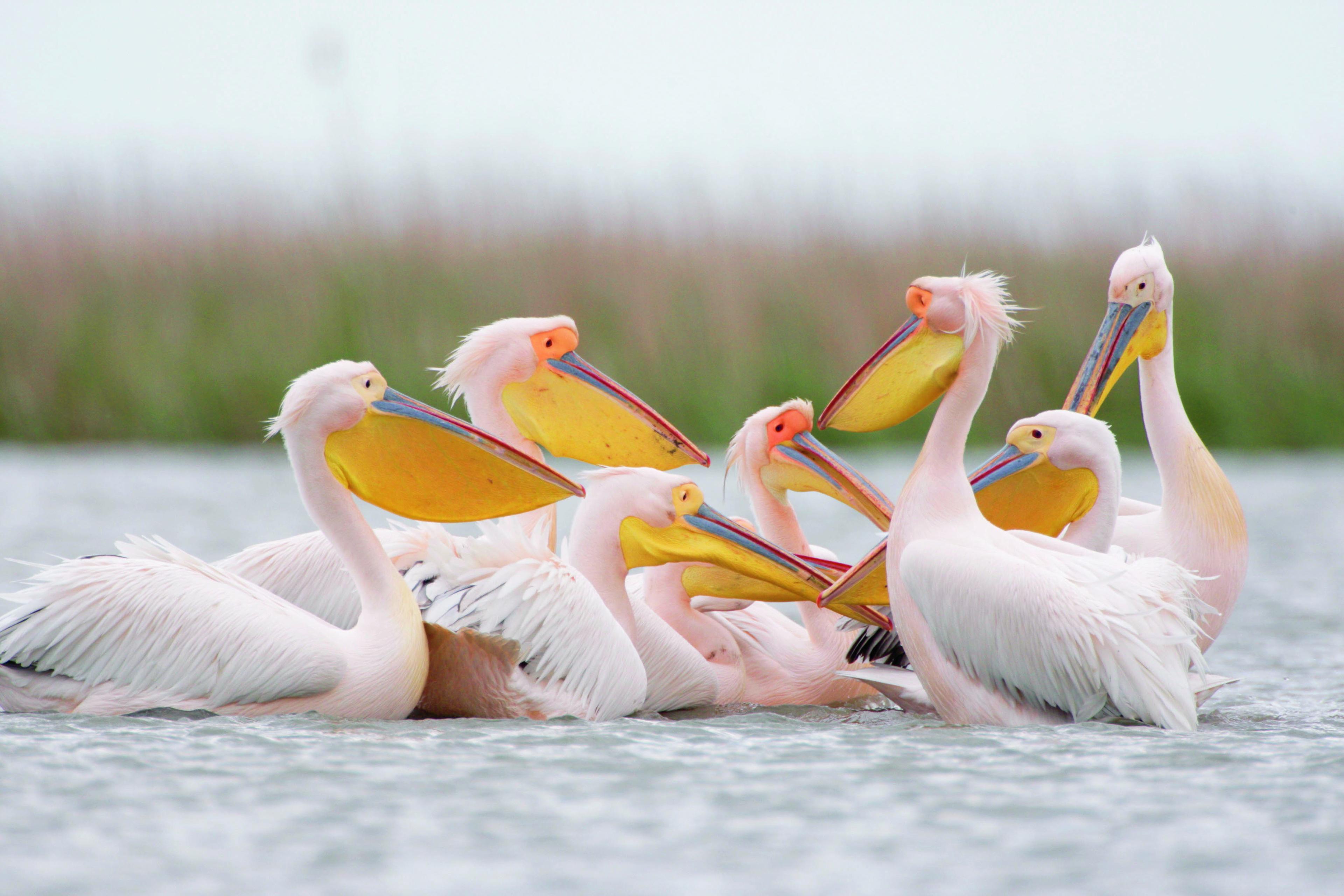 Oostelijke witte pelikanen op het water