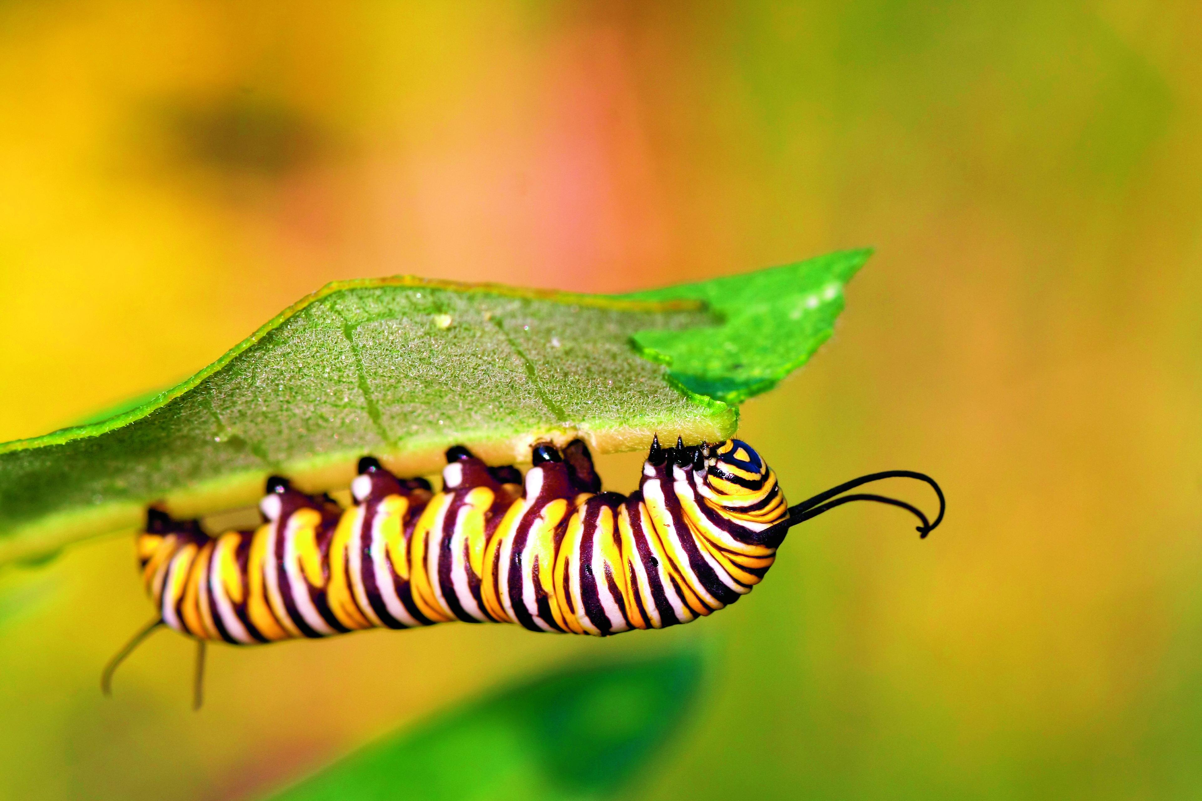 Rups monarchvlinder