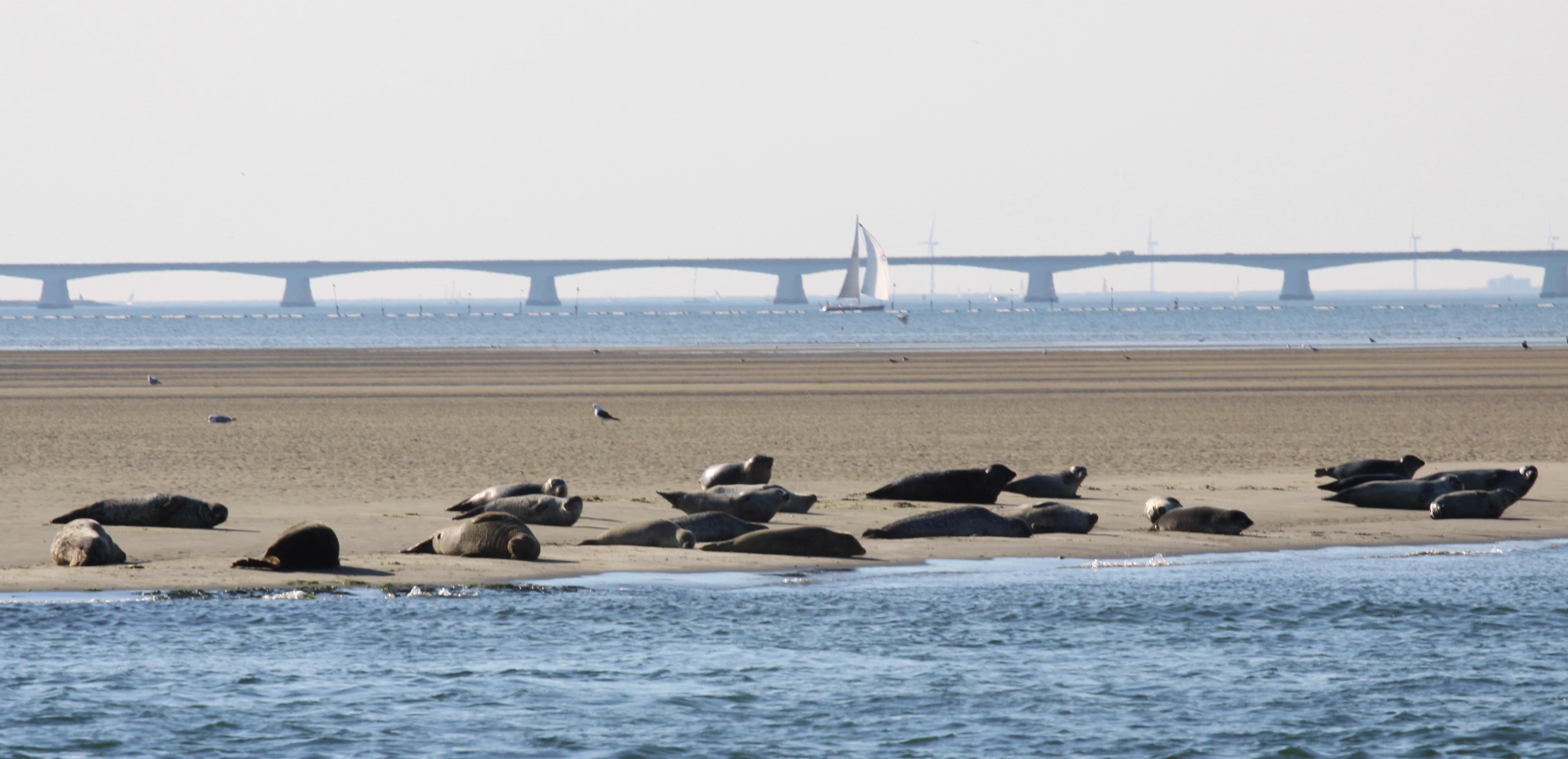 Zeehonden Oosterschelde