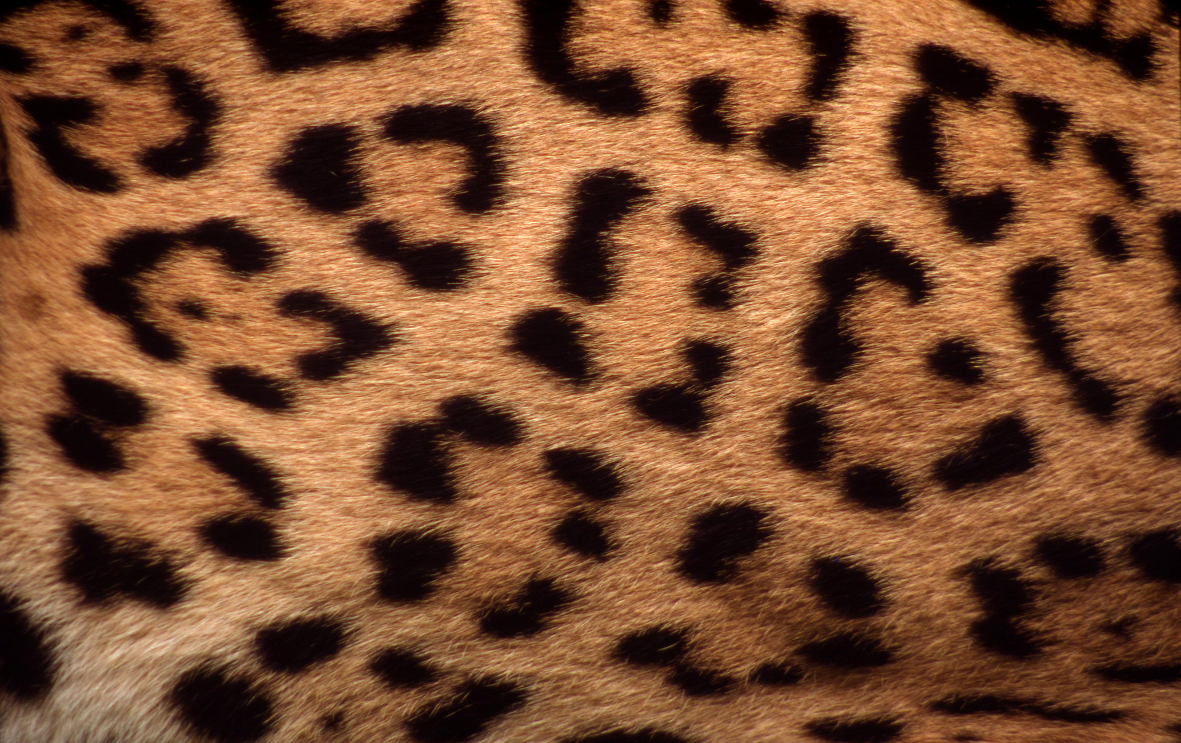 Vacht van een jaguar