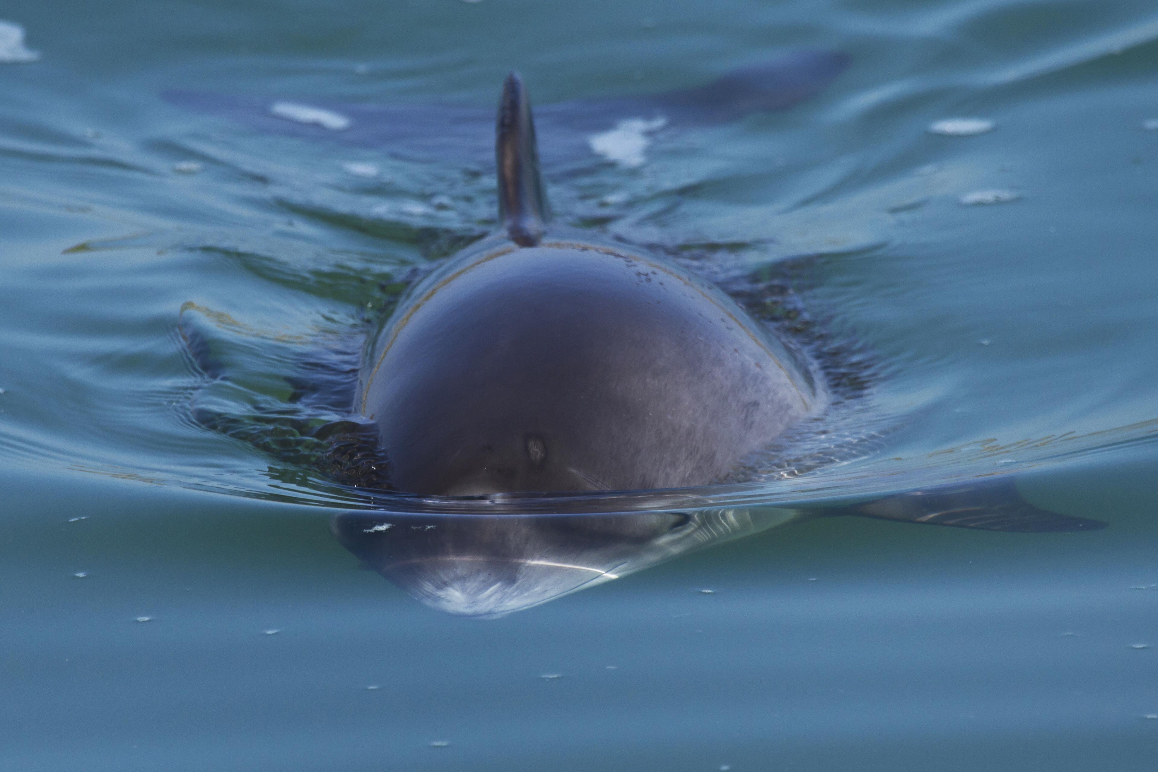 Bruinvis aan wateroppervlakte