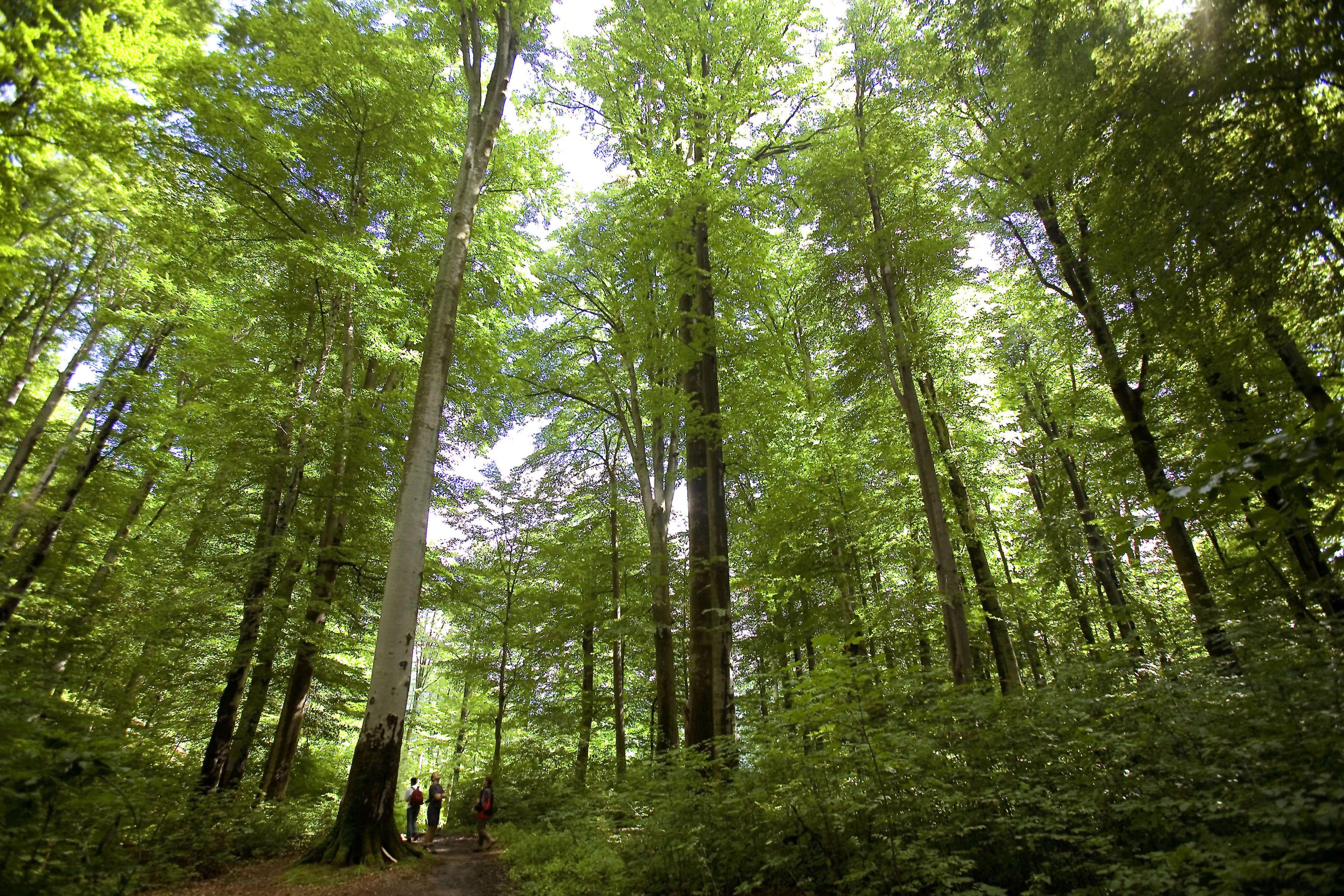 Mensen in het bos, Karpaten