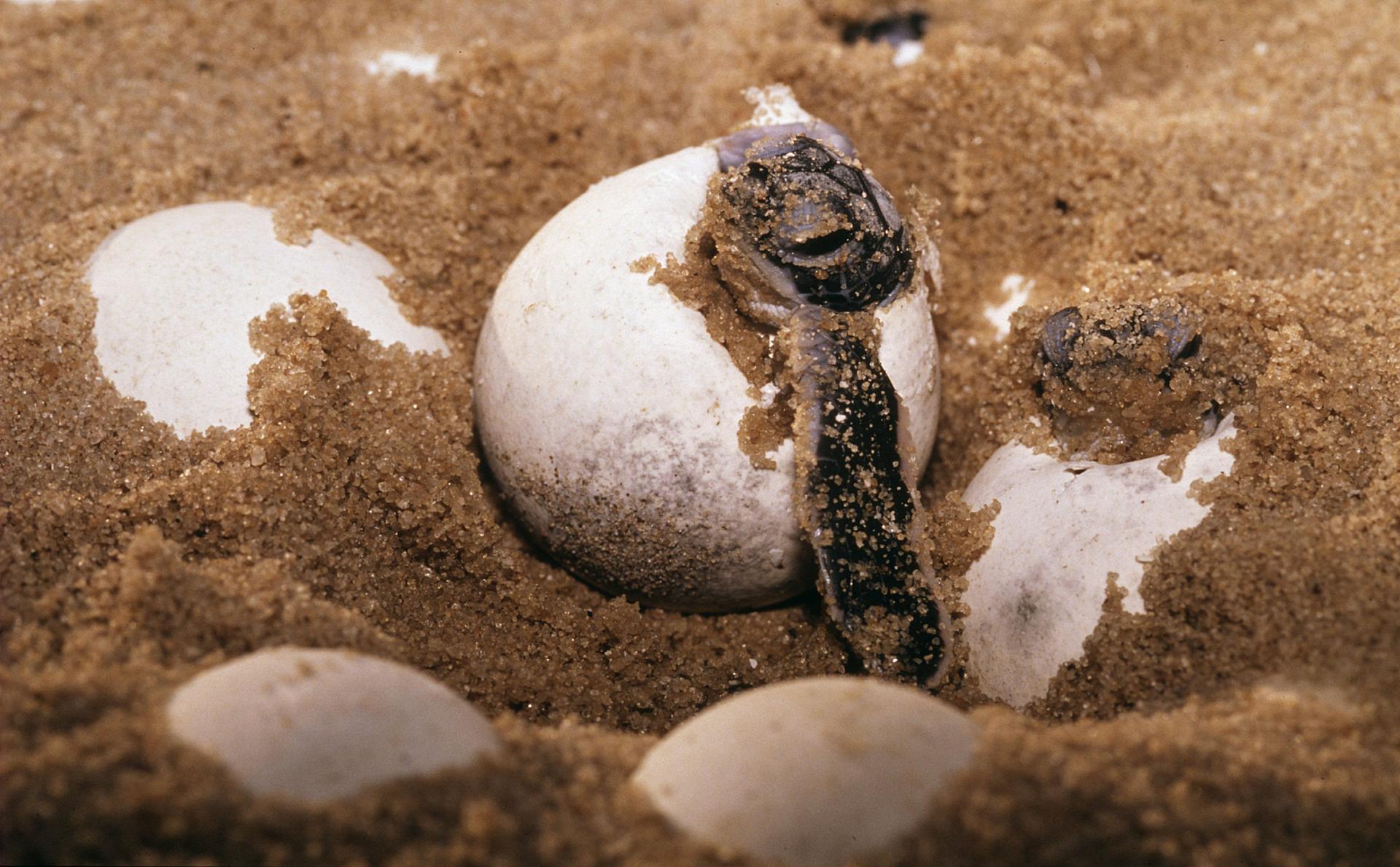 Zeeschildpad uit ei in Frans-Guinea