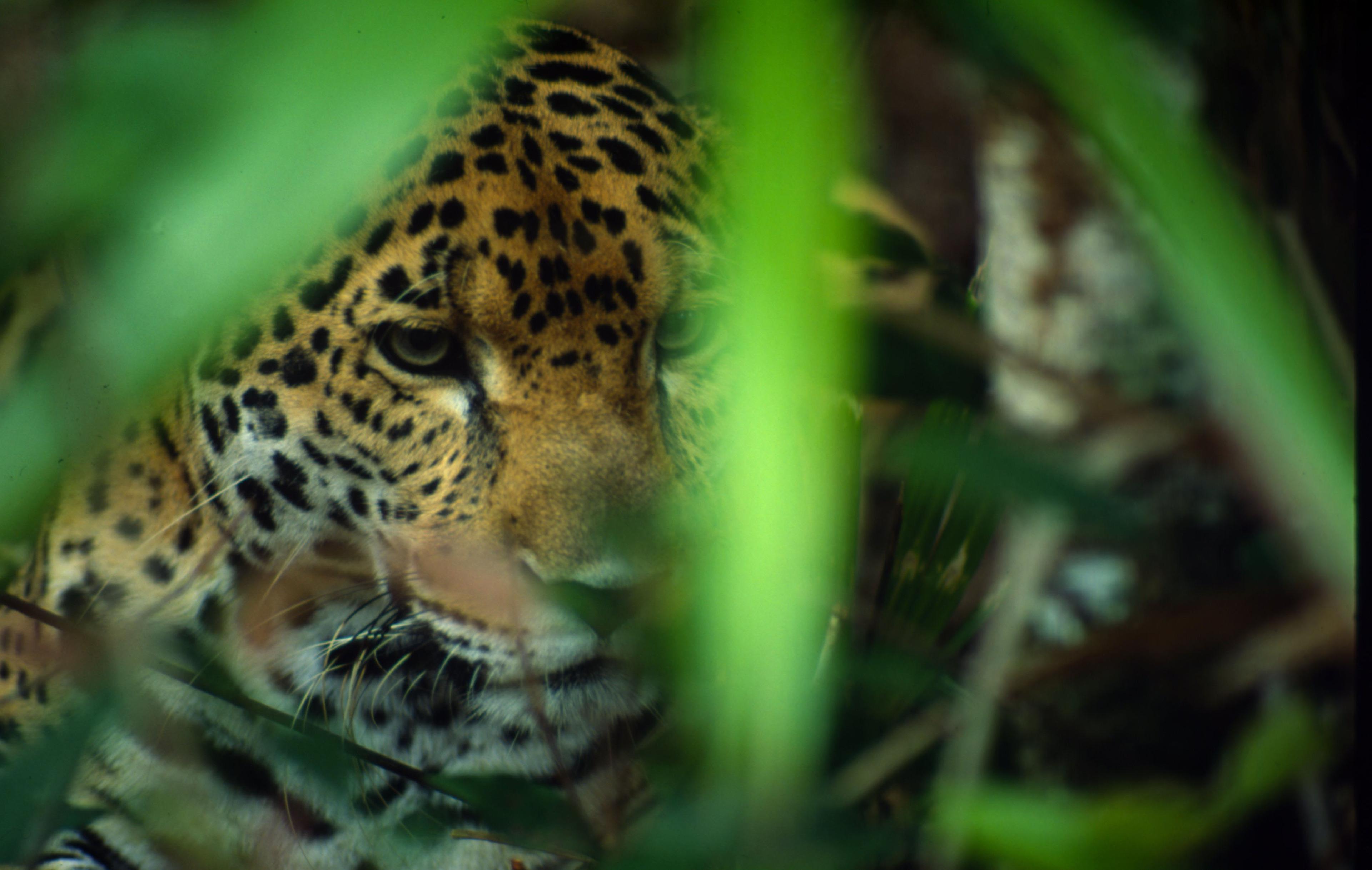 Jaguar (Panthera onca) in de dierentuin van Belize.